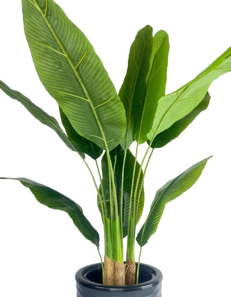 Yapay Starliçe Muz Ağacı Antrasit Kumsal Vazoda Muz Ağacı Yapay Starliçe 150cm 12 Yaprak