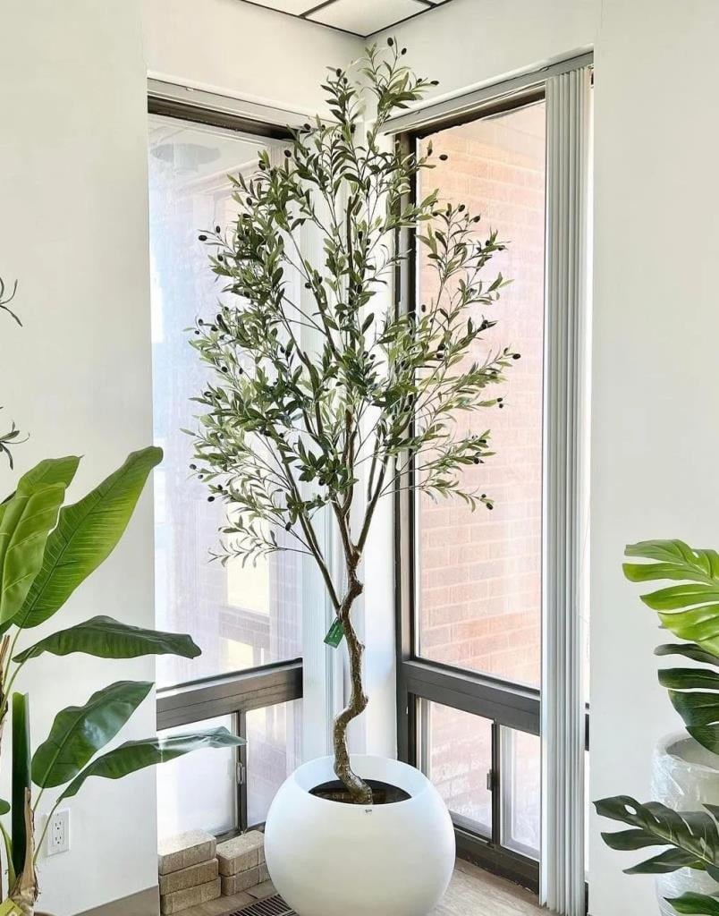 Yapay Zeytin Ağacı Lüx 240cm Doğal Gövdeli Gerçek Görünümlü Yapay Ağaç