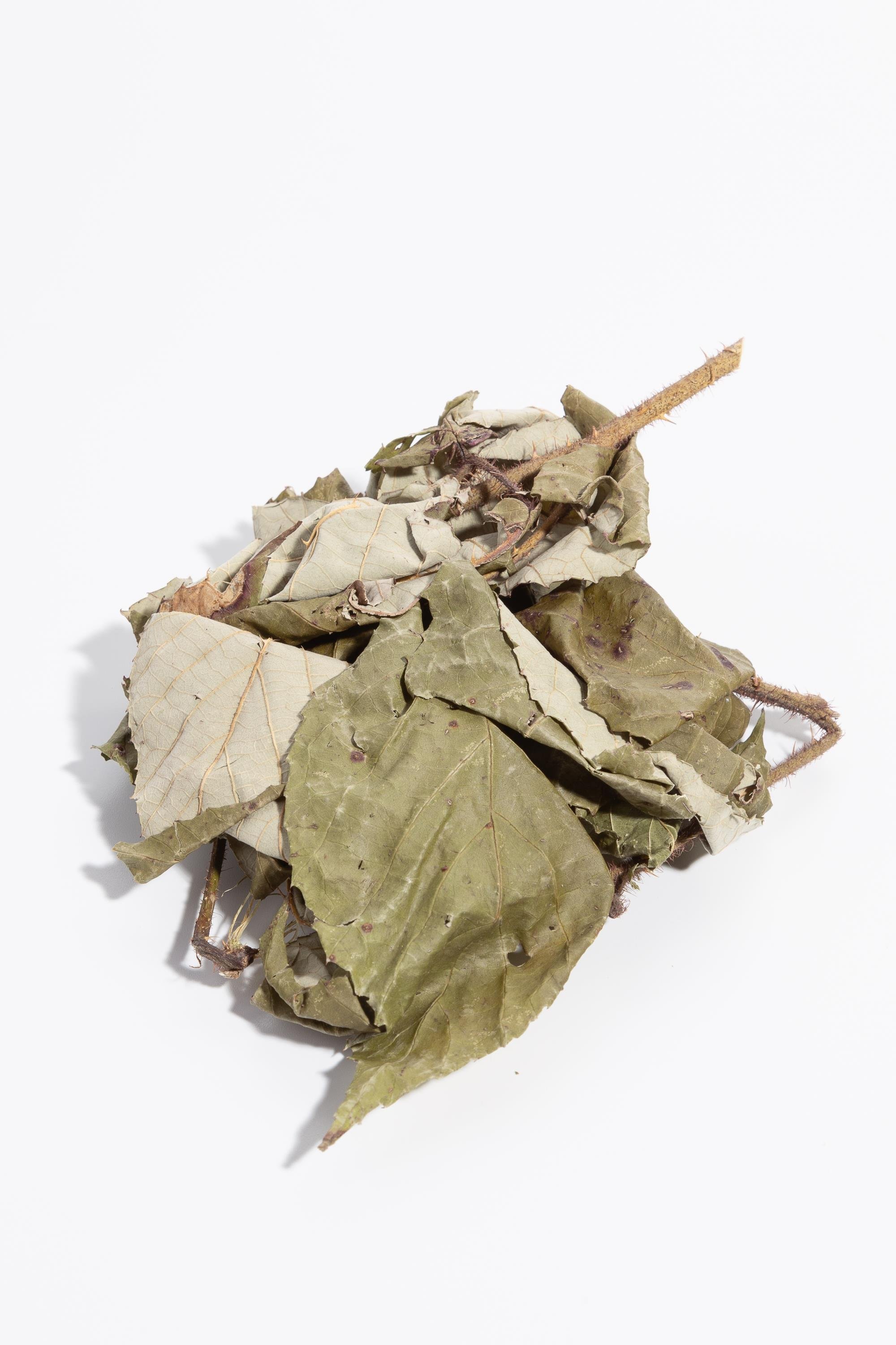 BÖĞÜRTLEN YAPRAĞI