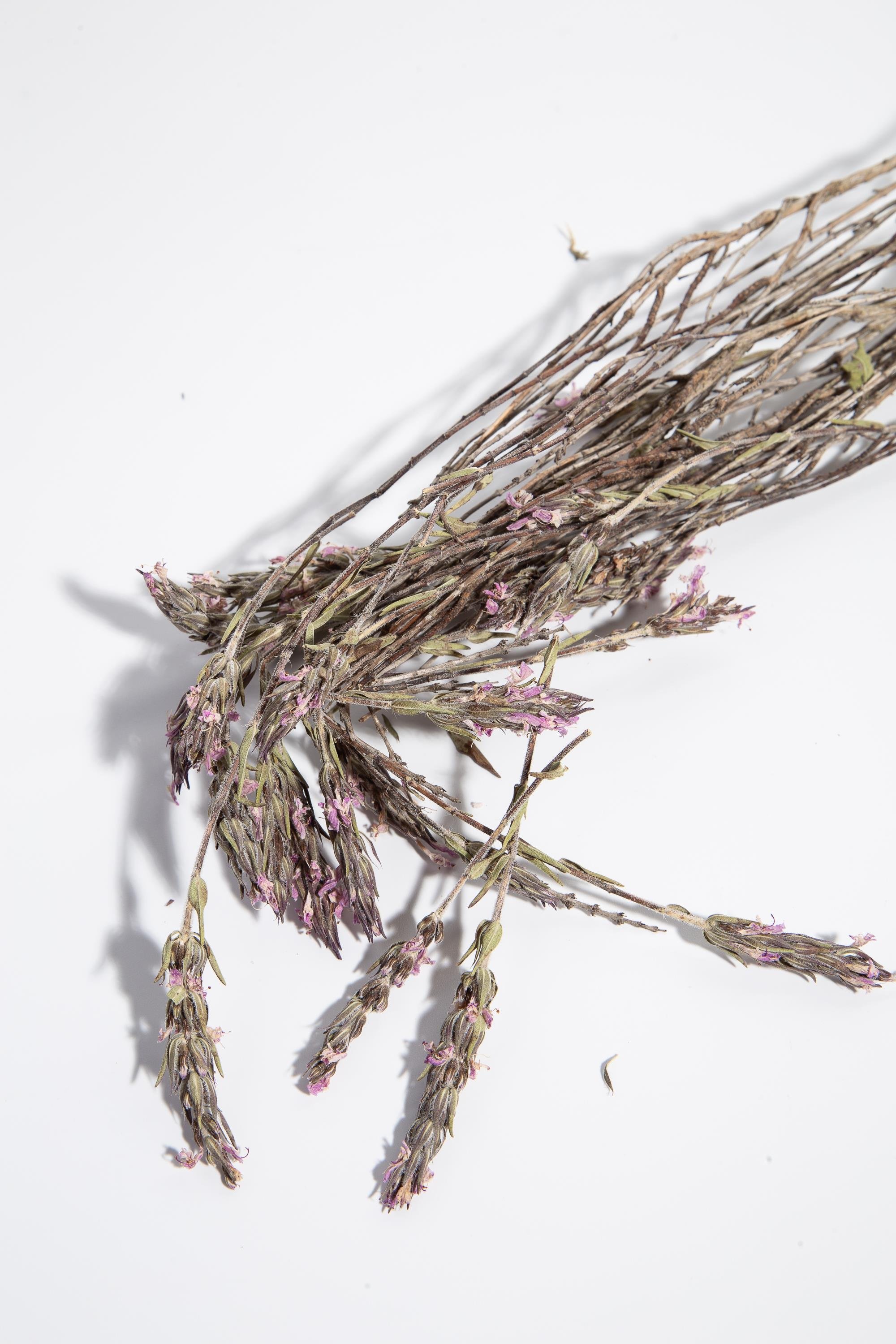 DAĞ KEKİĞİ DALLI