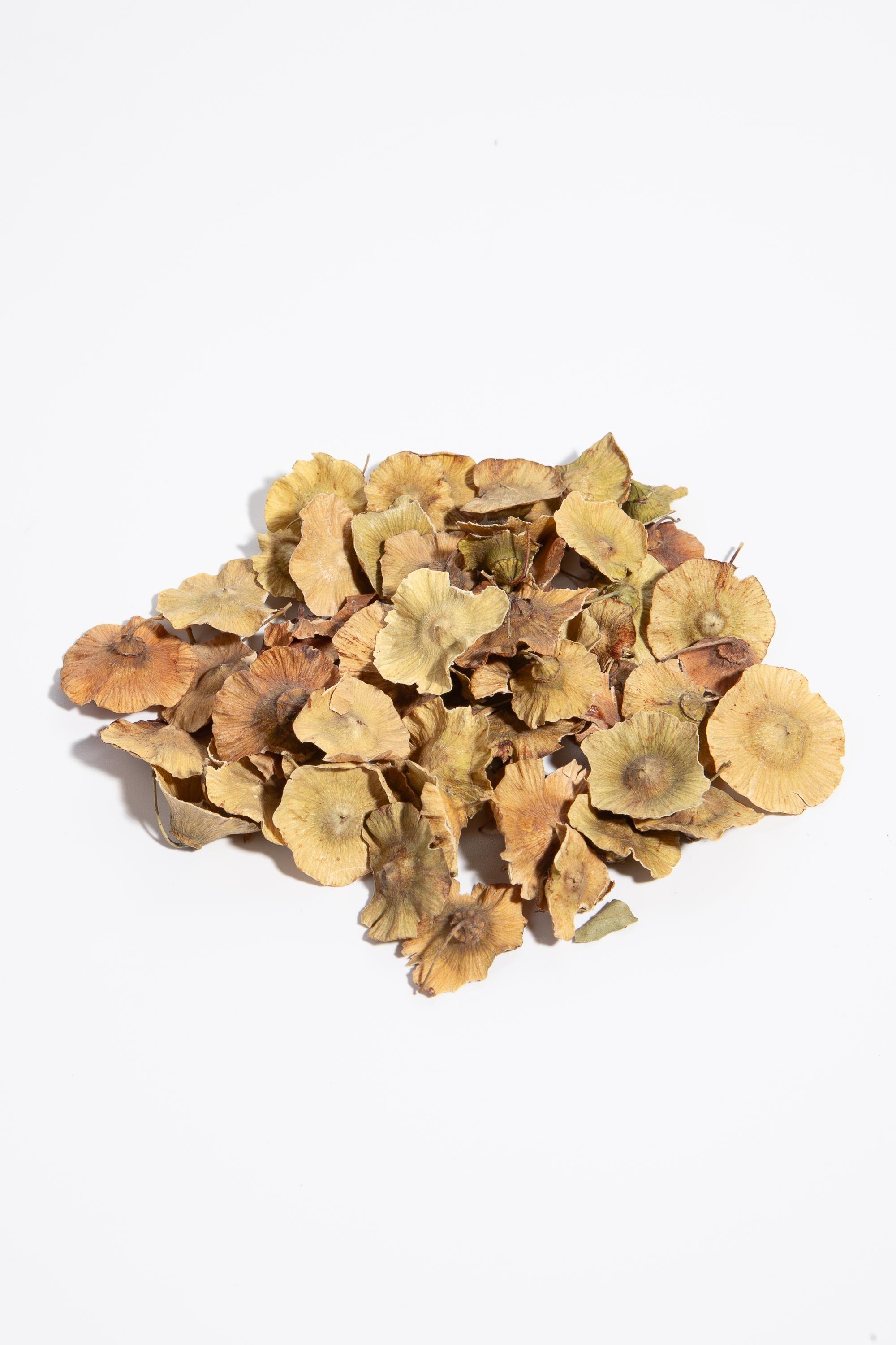 KARA ÇALI DİKENİ AÇIK