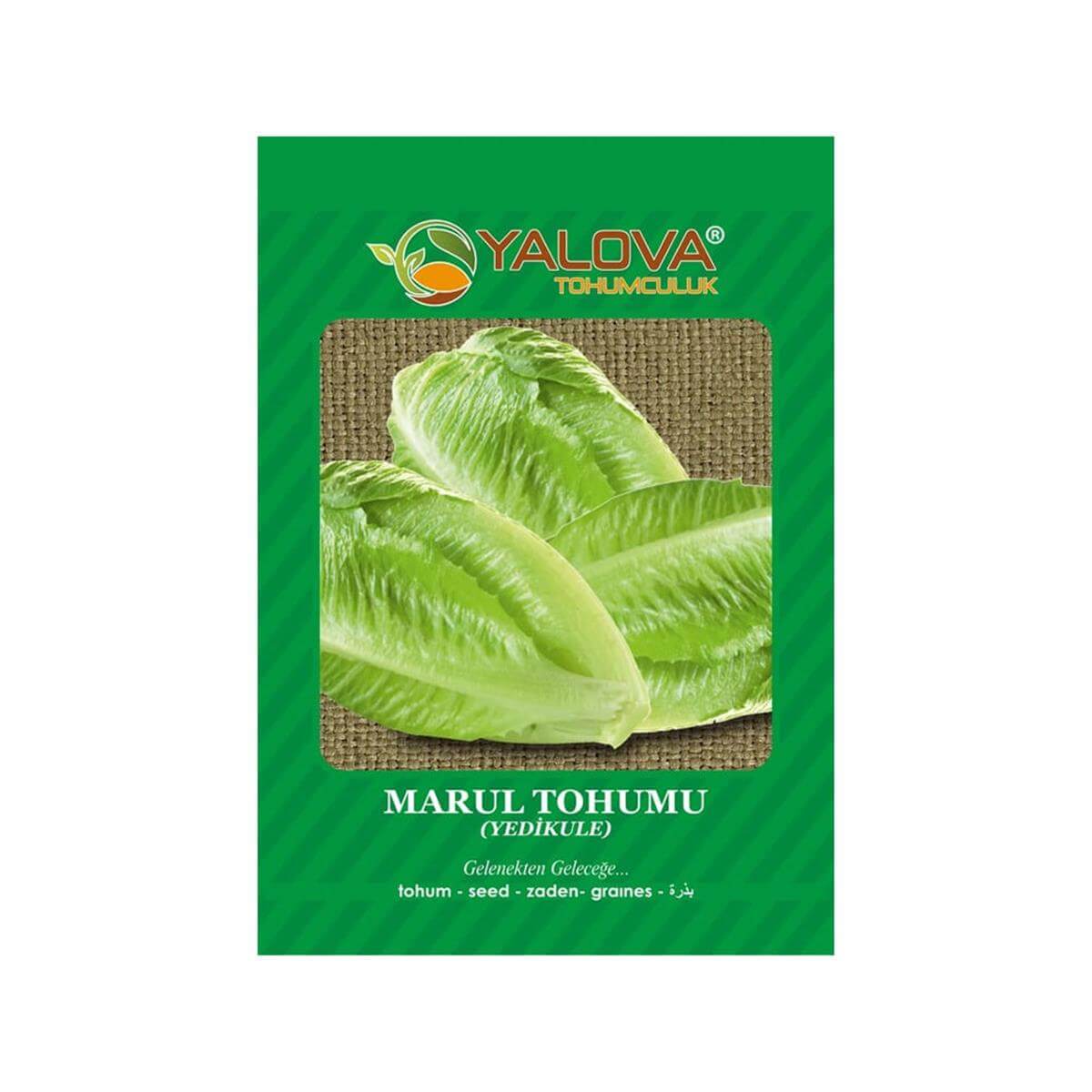 Yalova Yedikule Marul Tohumu (BTK.00961)