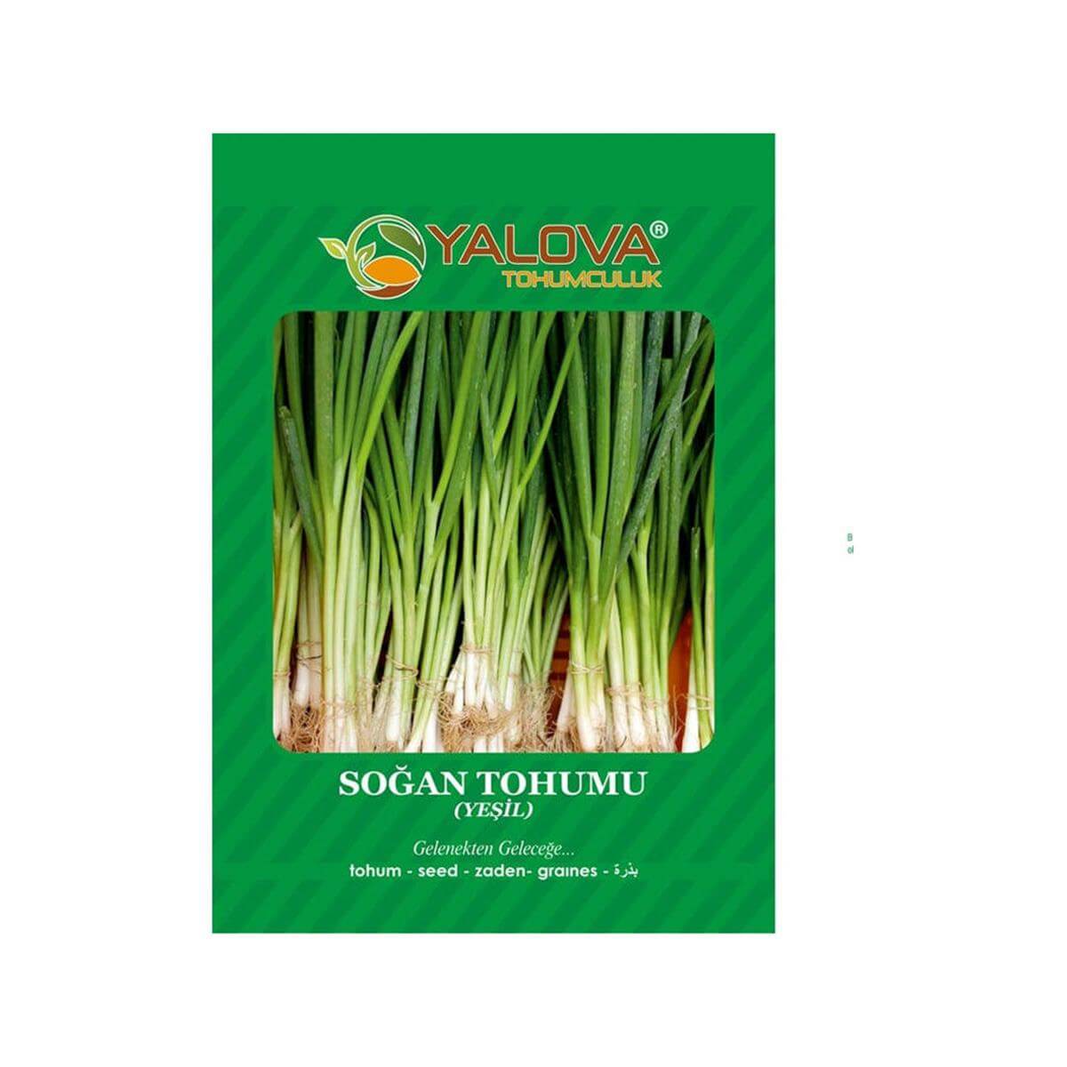 Yalova Yeşil Soğan Tohumu (BTK.01197)