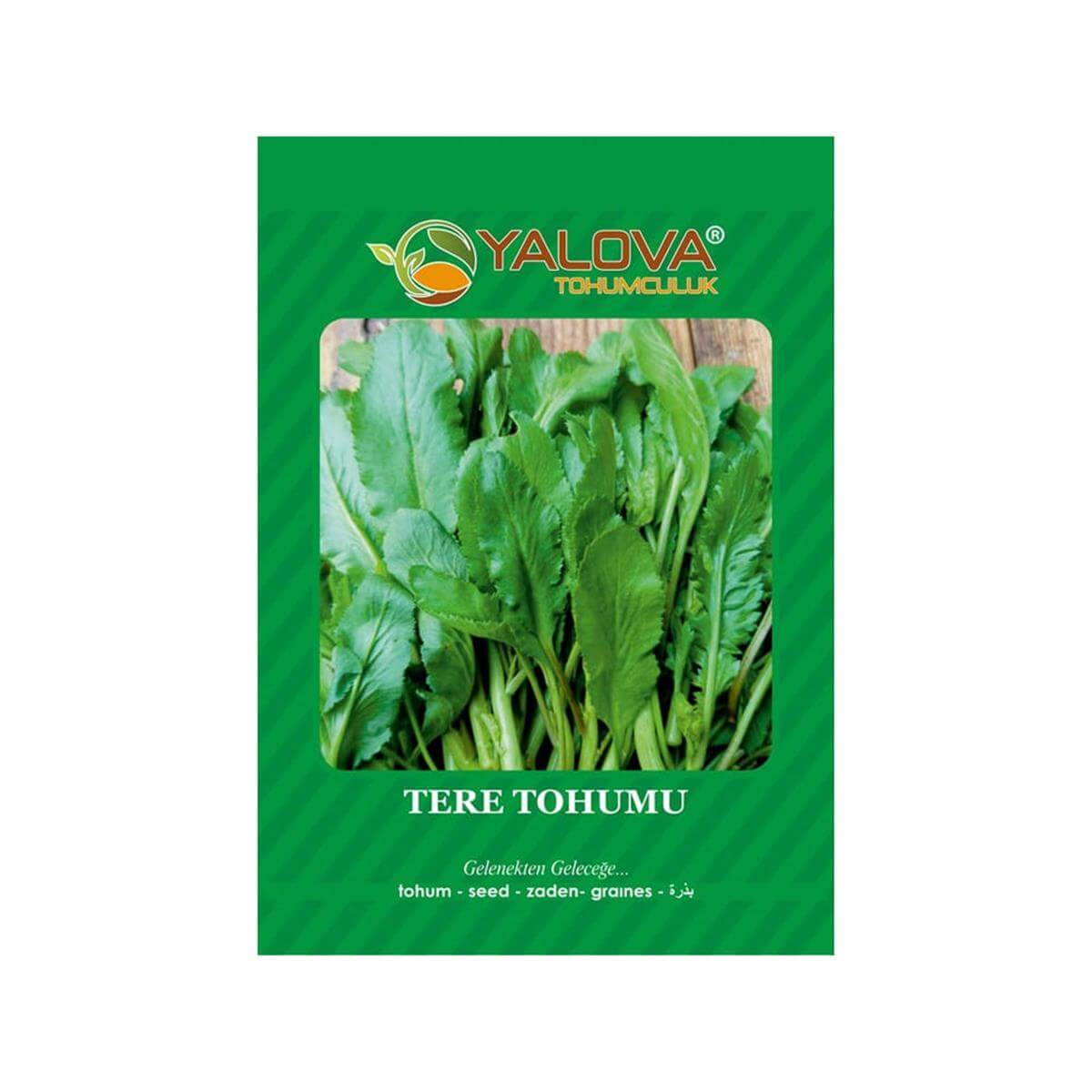 Yalova Tere Tohumu (BTK.01043)