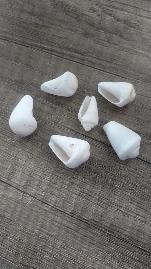 Deniz Kabugu Doğal 1 Adet  Hobi Akvaryum Dekorasyon Tasarım 