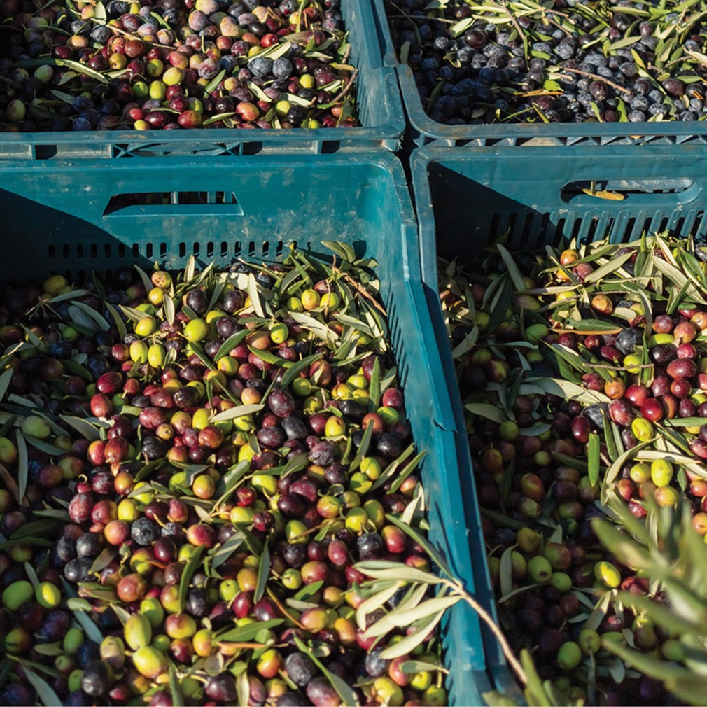Kaan - Erken Hasat Naturel Sızma Zeytinyağı - 5 Lt