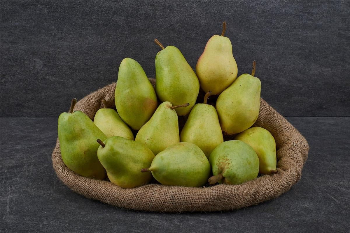 MNV.ARMUT SANTA MARIA KG