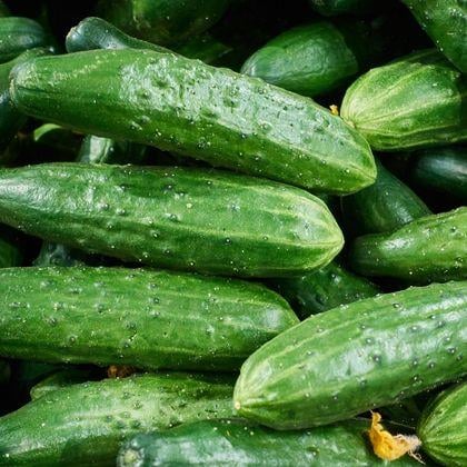 Çubuk Salatalık Turşusu