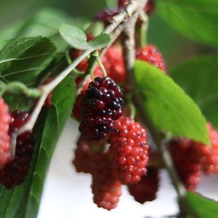 Karadut Özü (Ekşi)