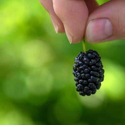 Karadut Özü (Ekşi)