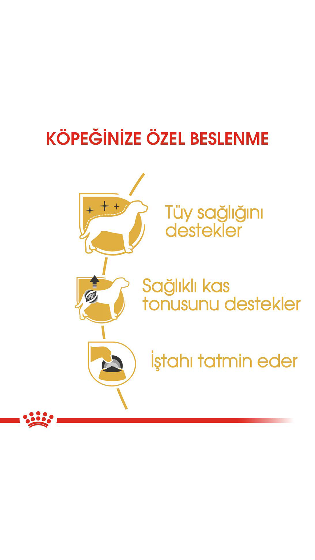 Royal Canin Adult Poodle Caniche Tüy Sağlığı Destekleyici Yetişkin Köpek Konservesi 85gr