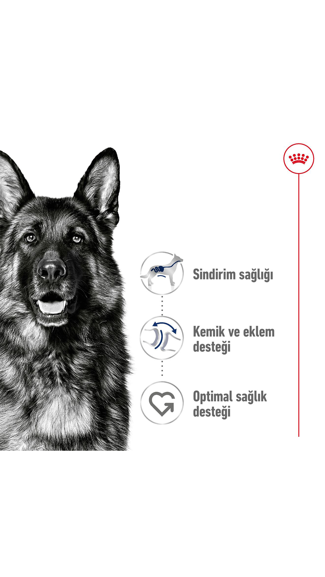 Royal Canin Maxi Büyük Irk Yetişkin Köpek Maması 15 kg