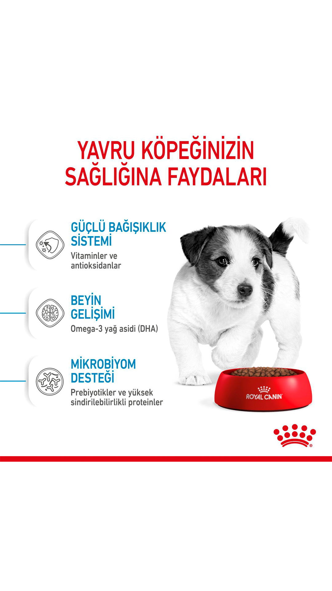 Royal Canin Mini Junior Küçük Irk Yavru Köpek Maması 2 kg