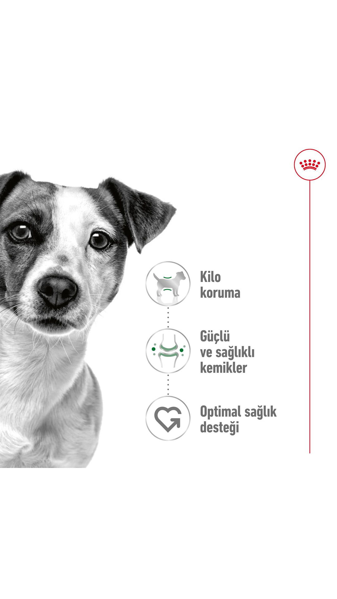 Royal Canin Mini Küçük Irk Yetişkin Köpek Maması 2 kg
