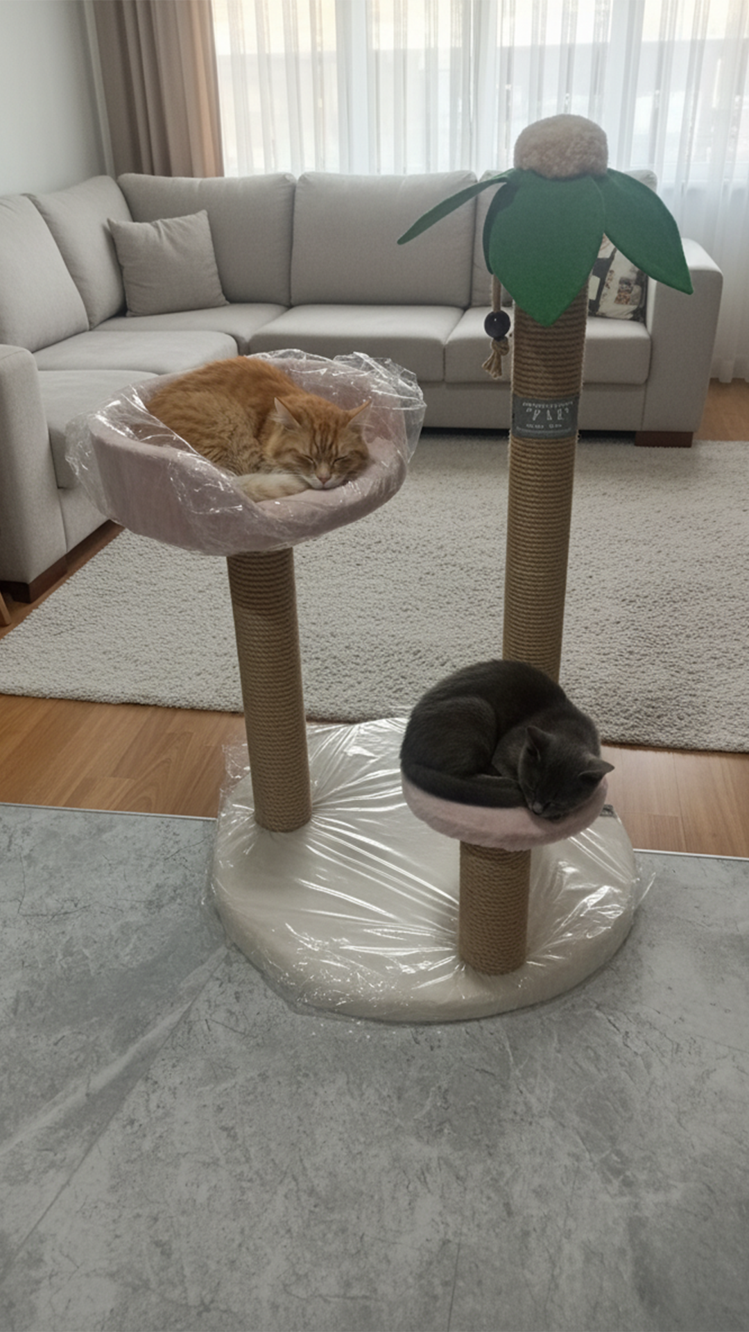 ZAF PALMIYE TIRMALAMA