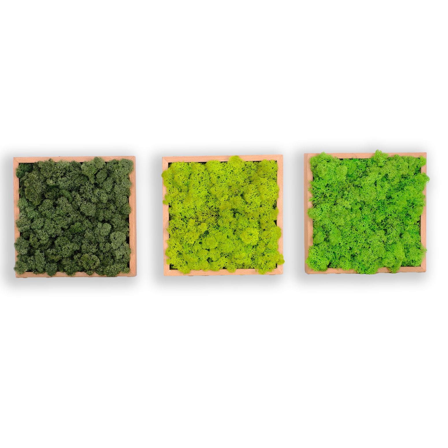 ·Quadratus Moss · Ahşap Çerçevede canlı Yosun Tablo