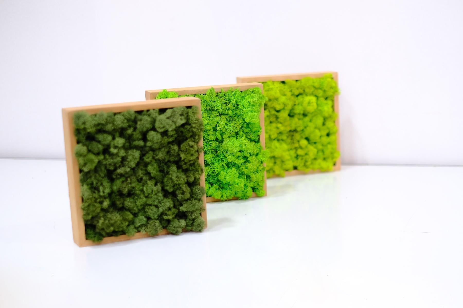 ·Quadratus Moss · Ahşap Çerçevede canlı Yosun Tablo