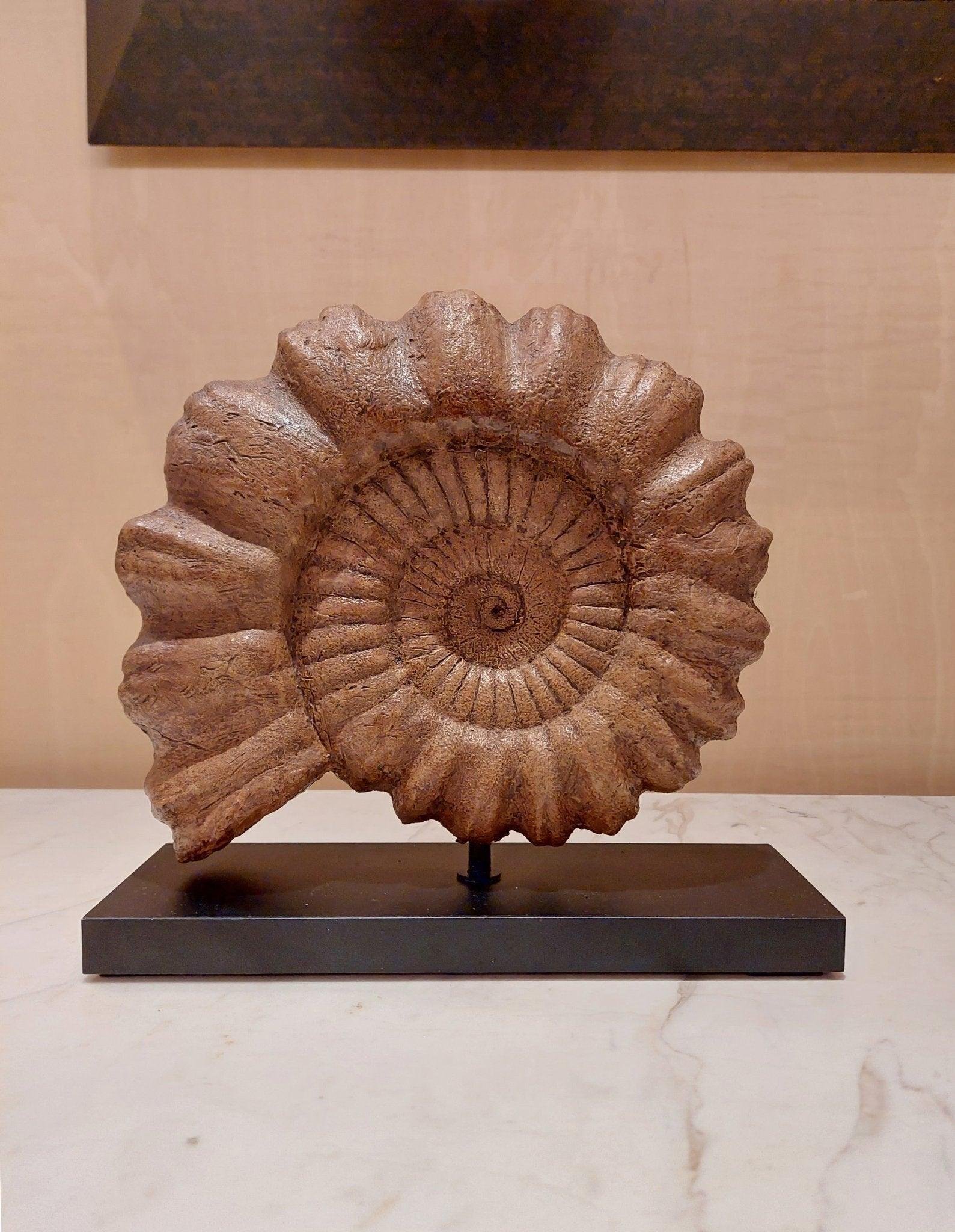 Ammonite