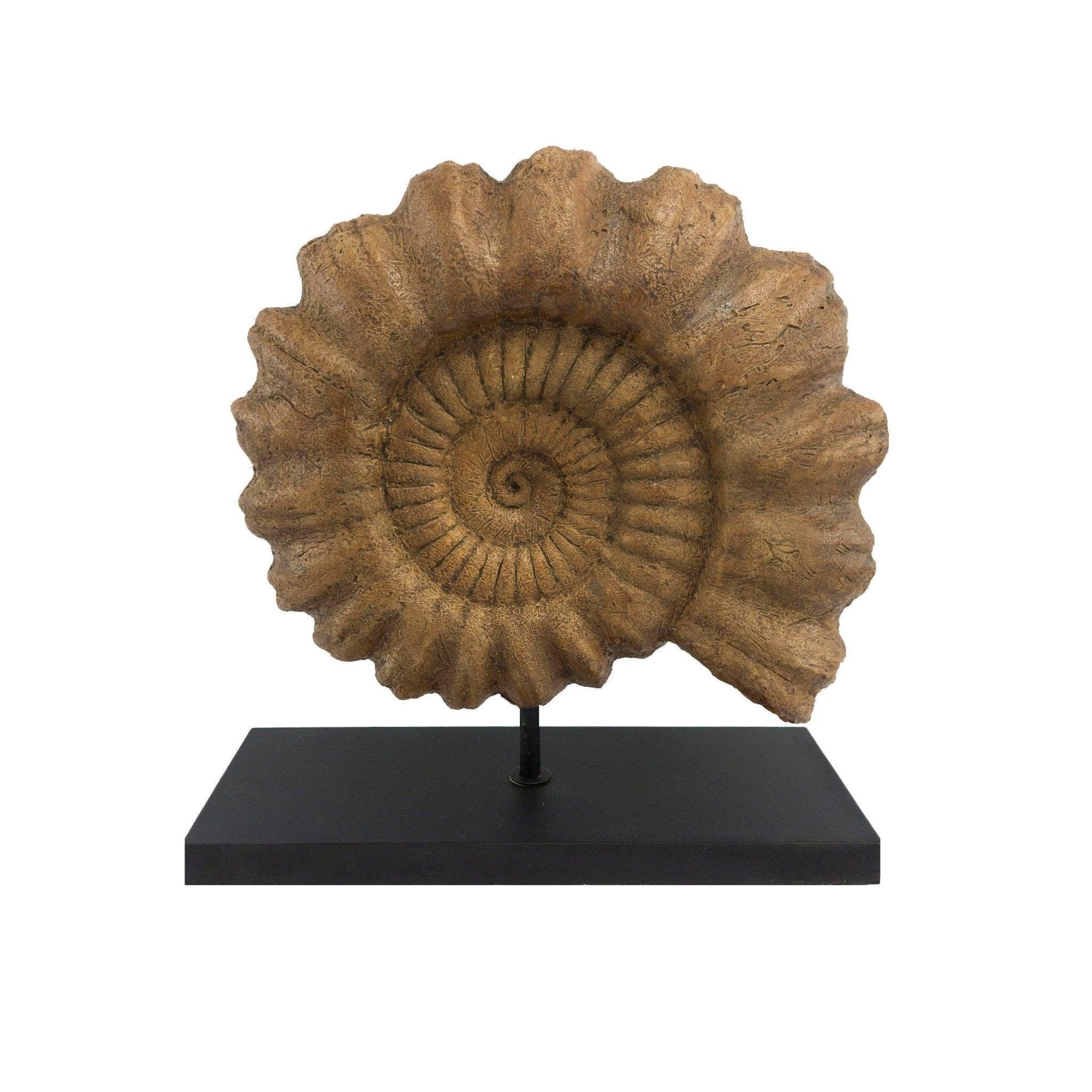Ammonite