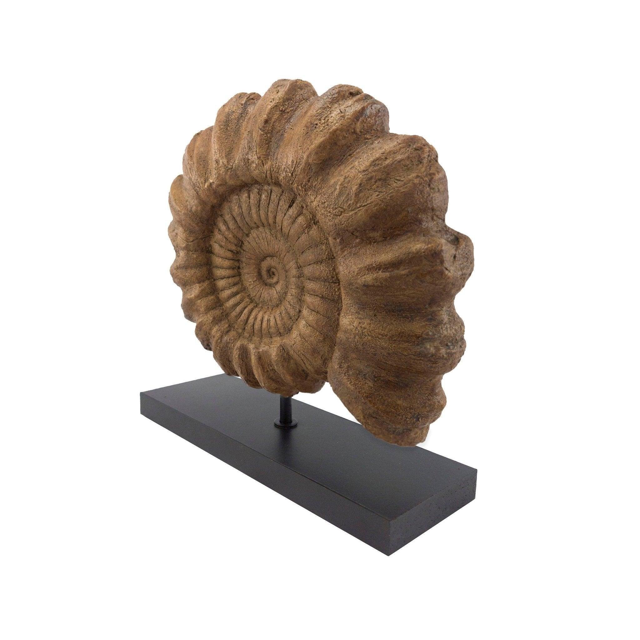 Ammonite