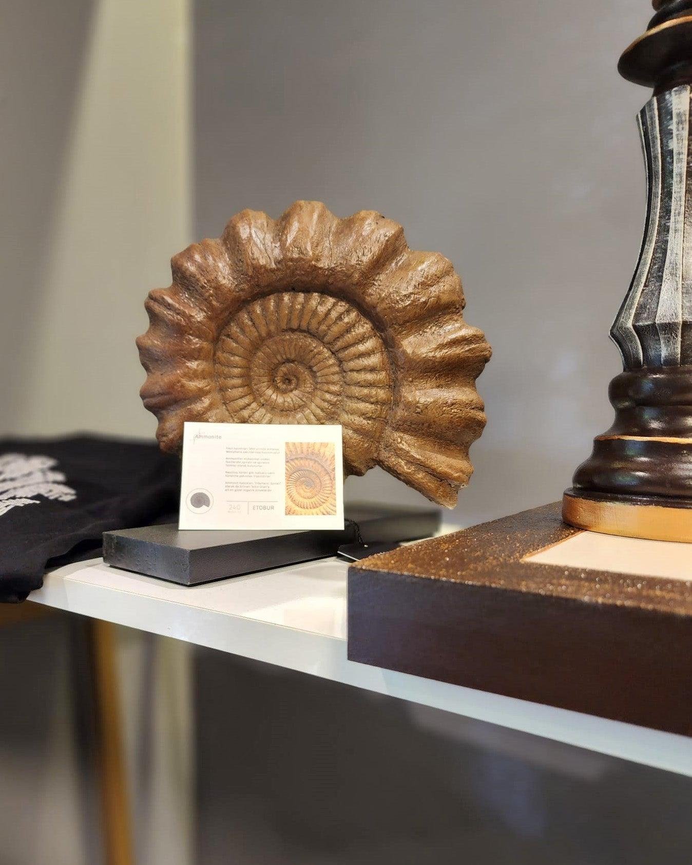 Ammonite