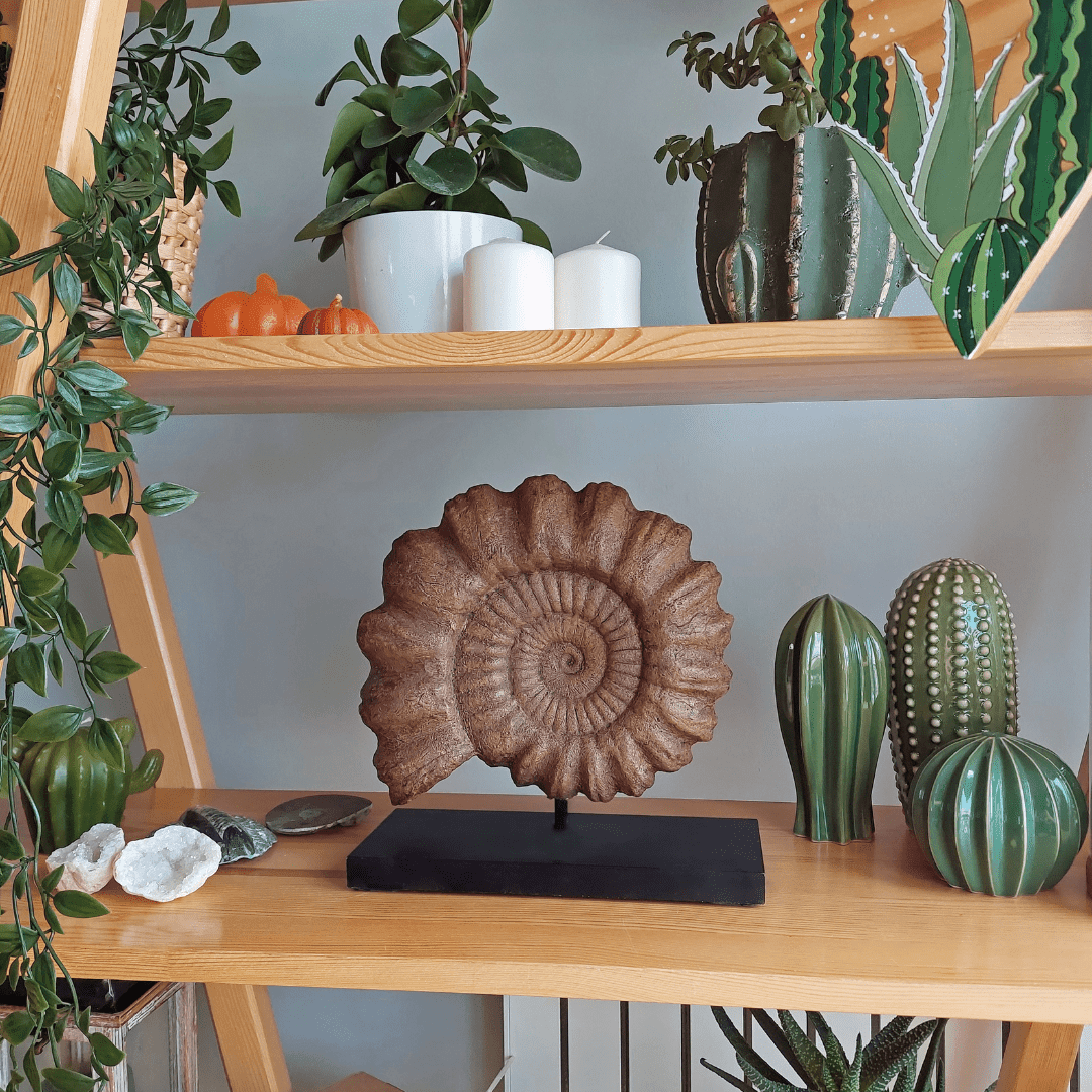 Ammonite