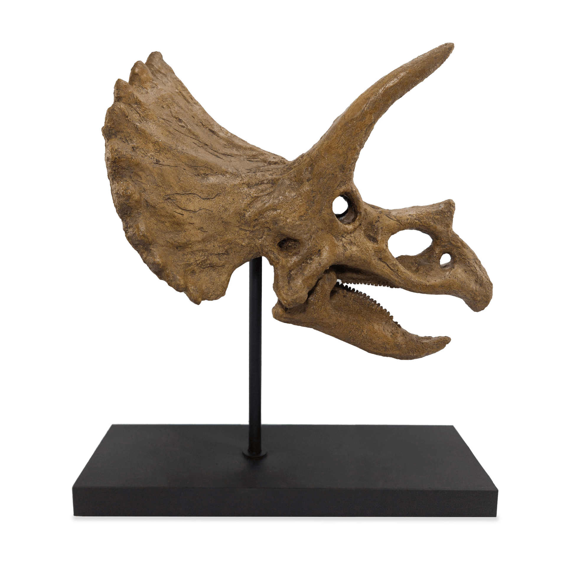 Triceratops Fosil Heykeli