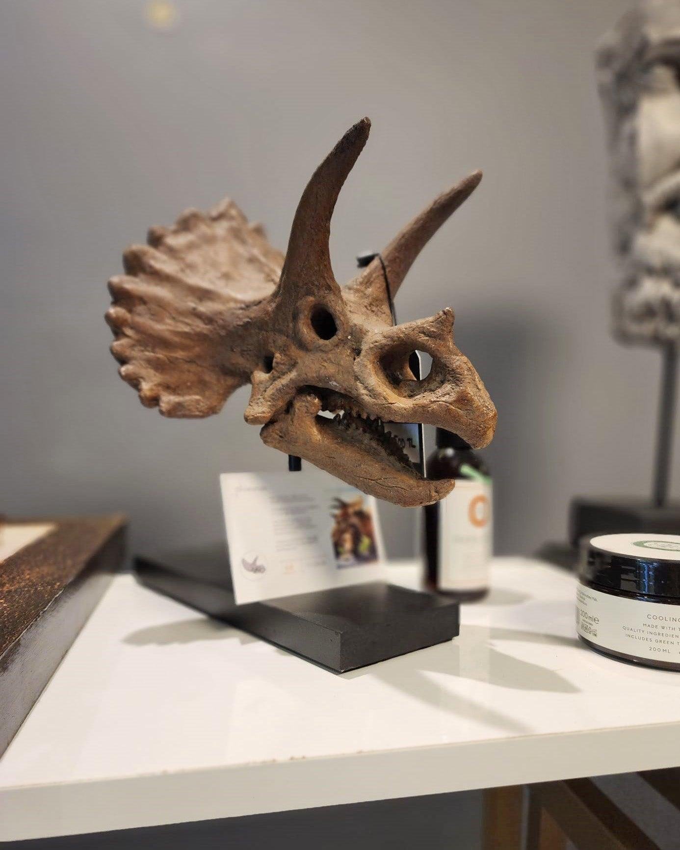 Triceratops Fosil Heykeli