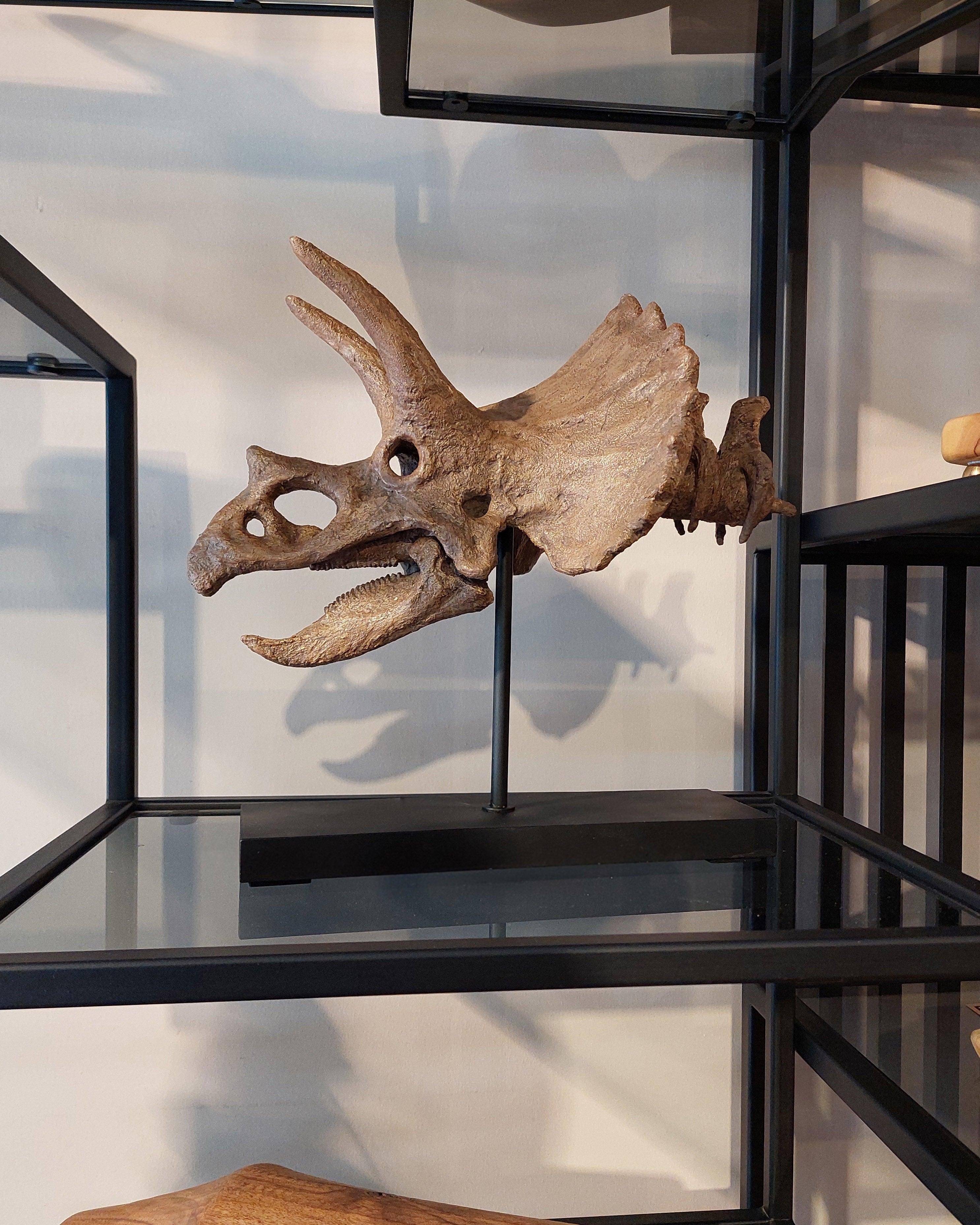 Triceratops - Omurgalı Heykeli