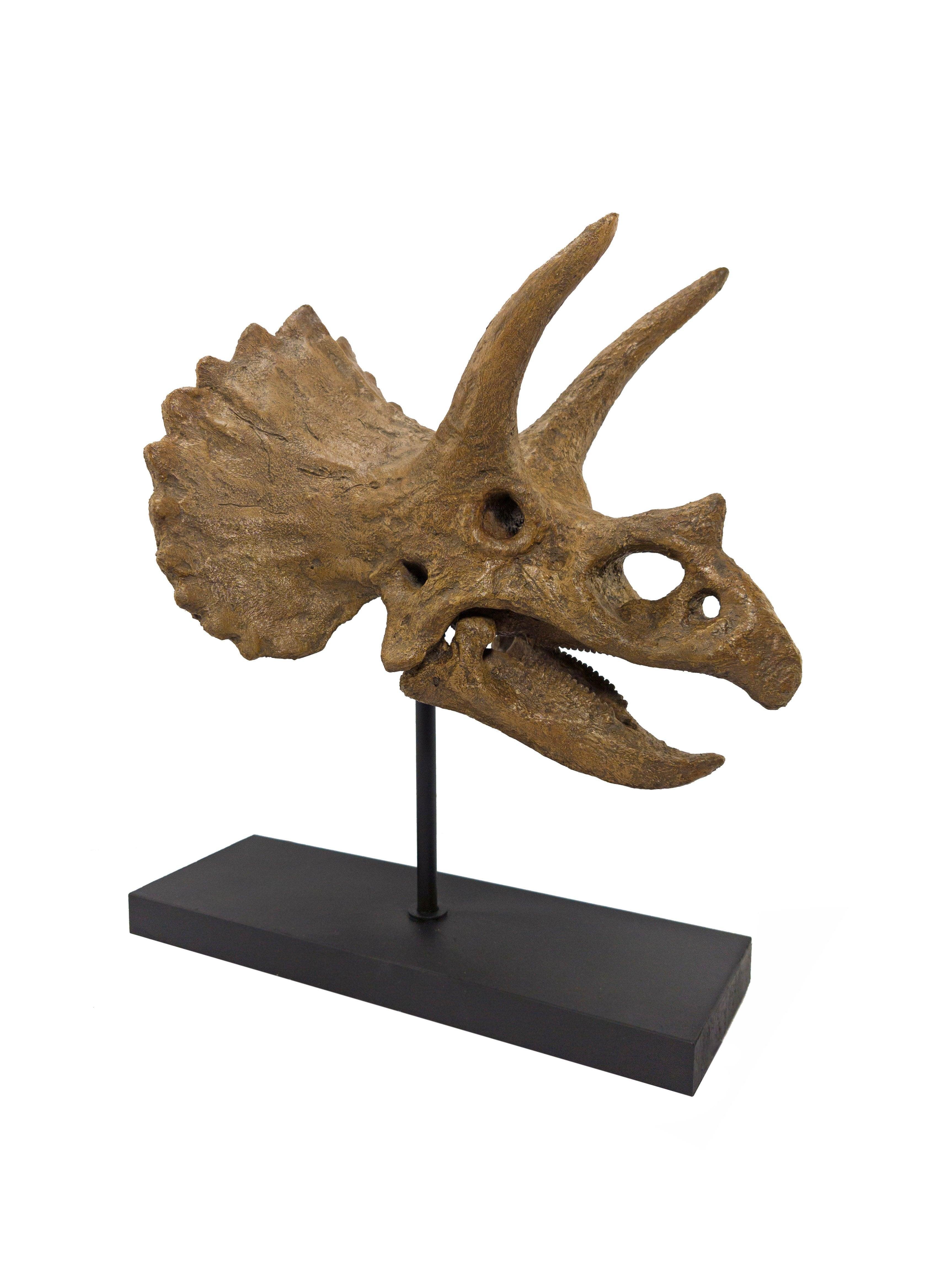 Triceratops - Omurgalı Heykeli