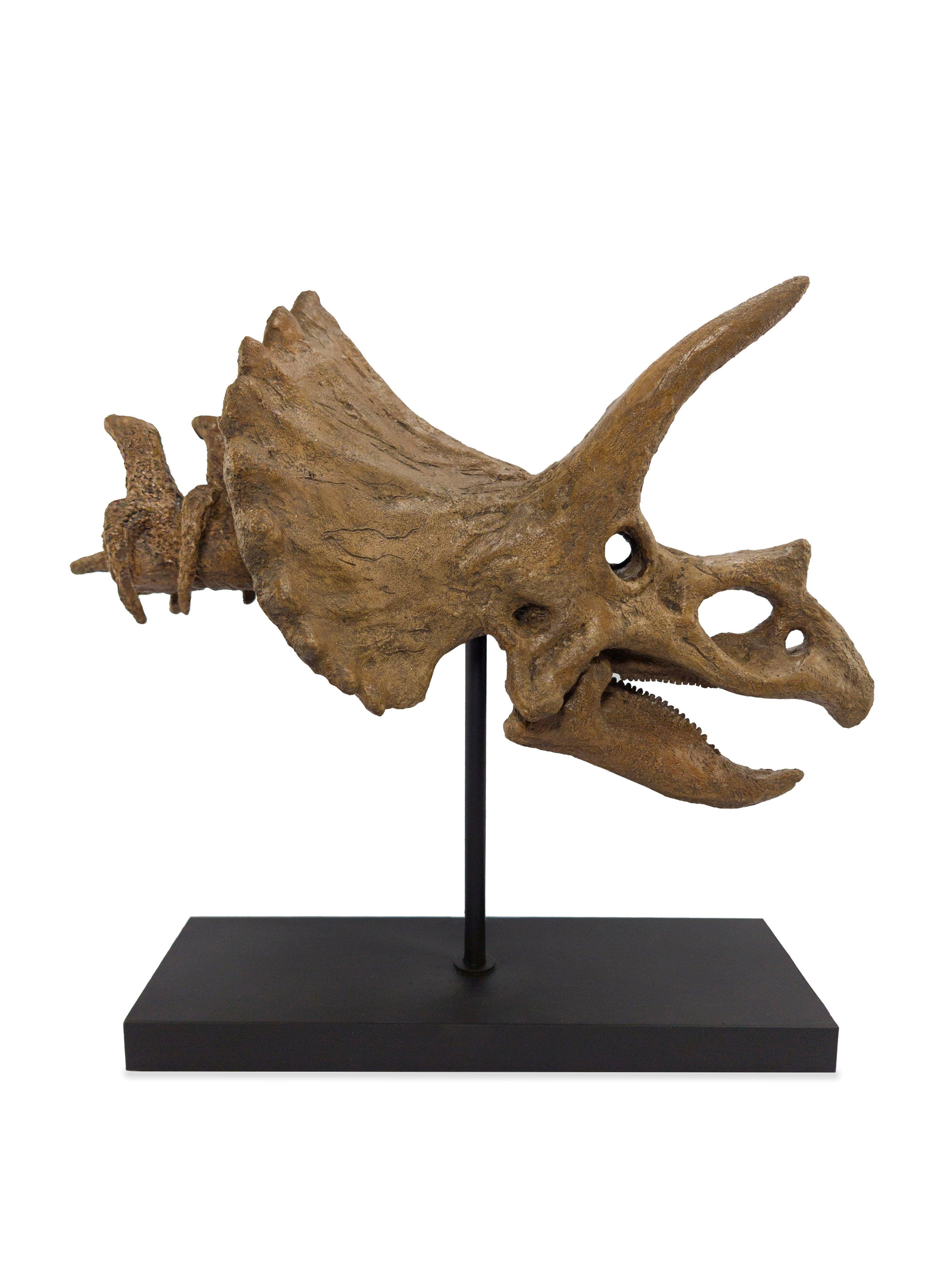 Triceratops - Omurgalı Heykeli