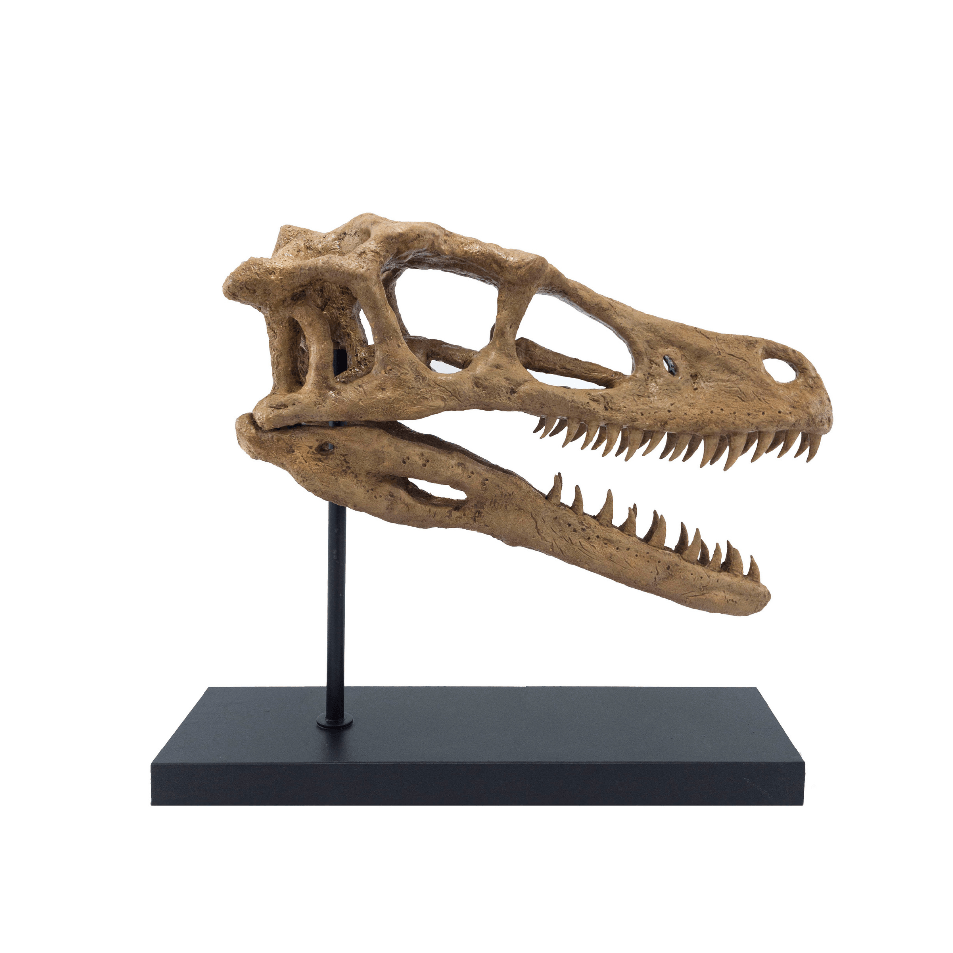 Velociraptor Heykeli