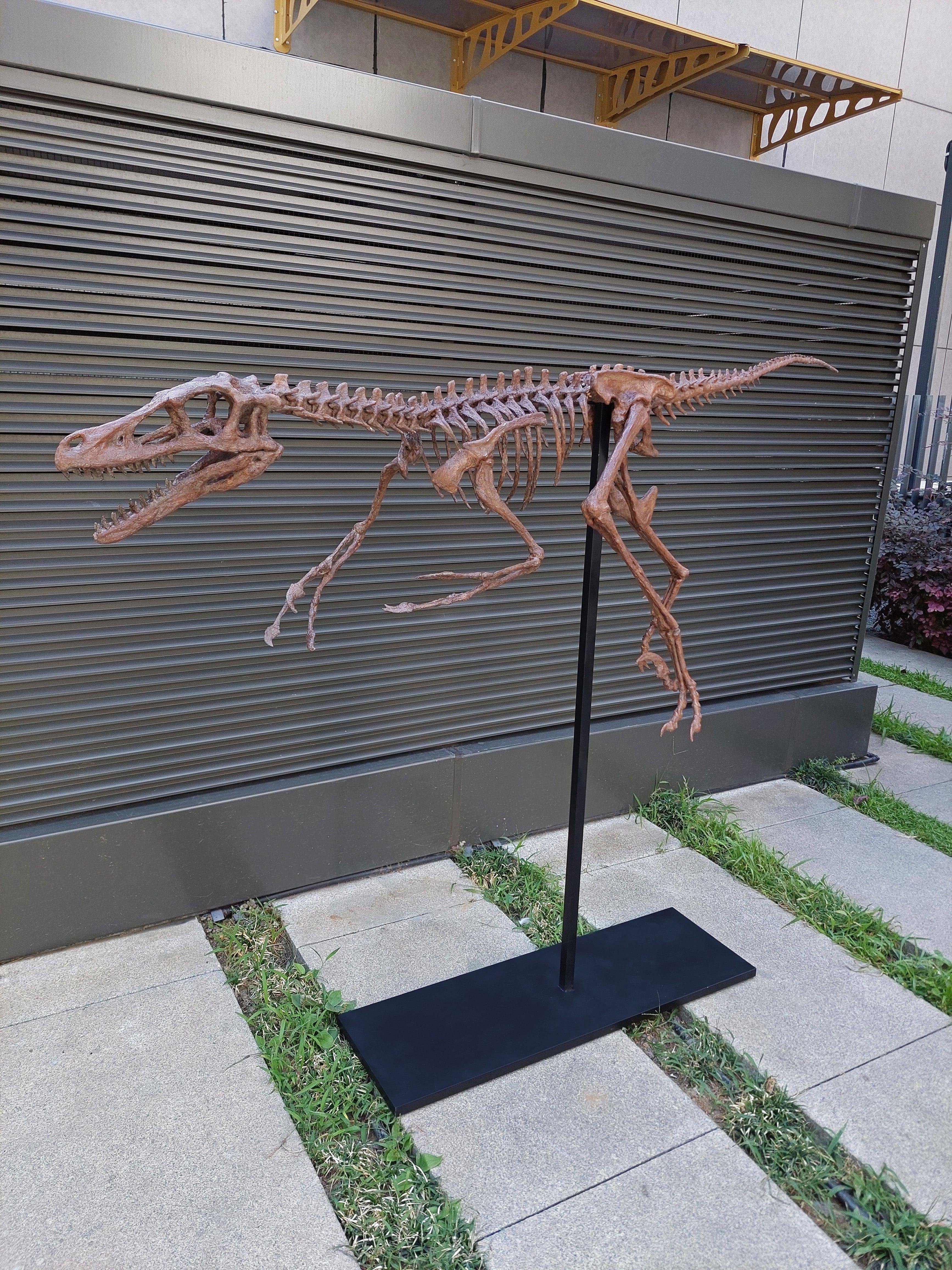 Velociraptor - Tam İskelet Heykeli