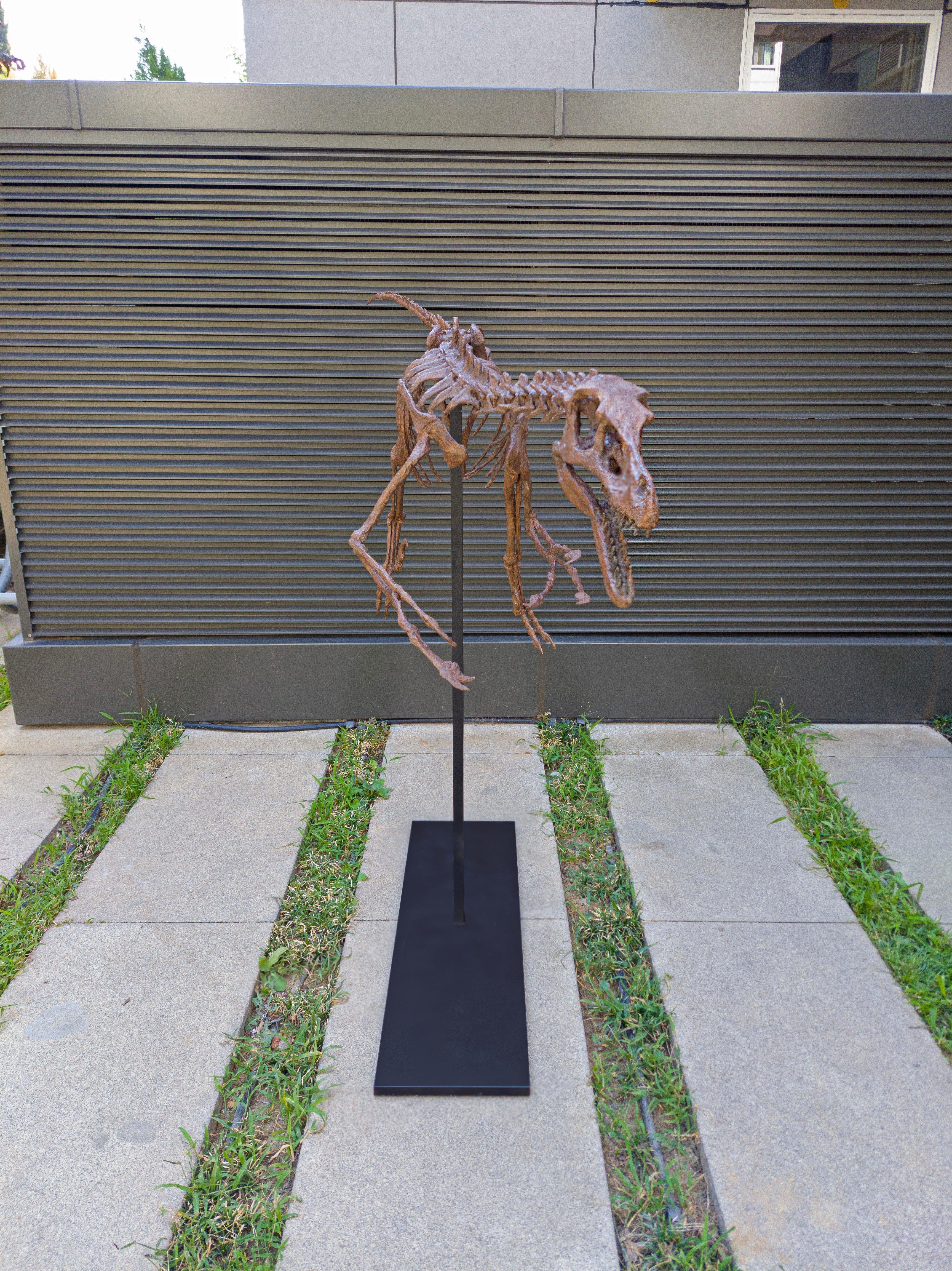 Velociraptor - Tam İskelet Heykeli