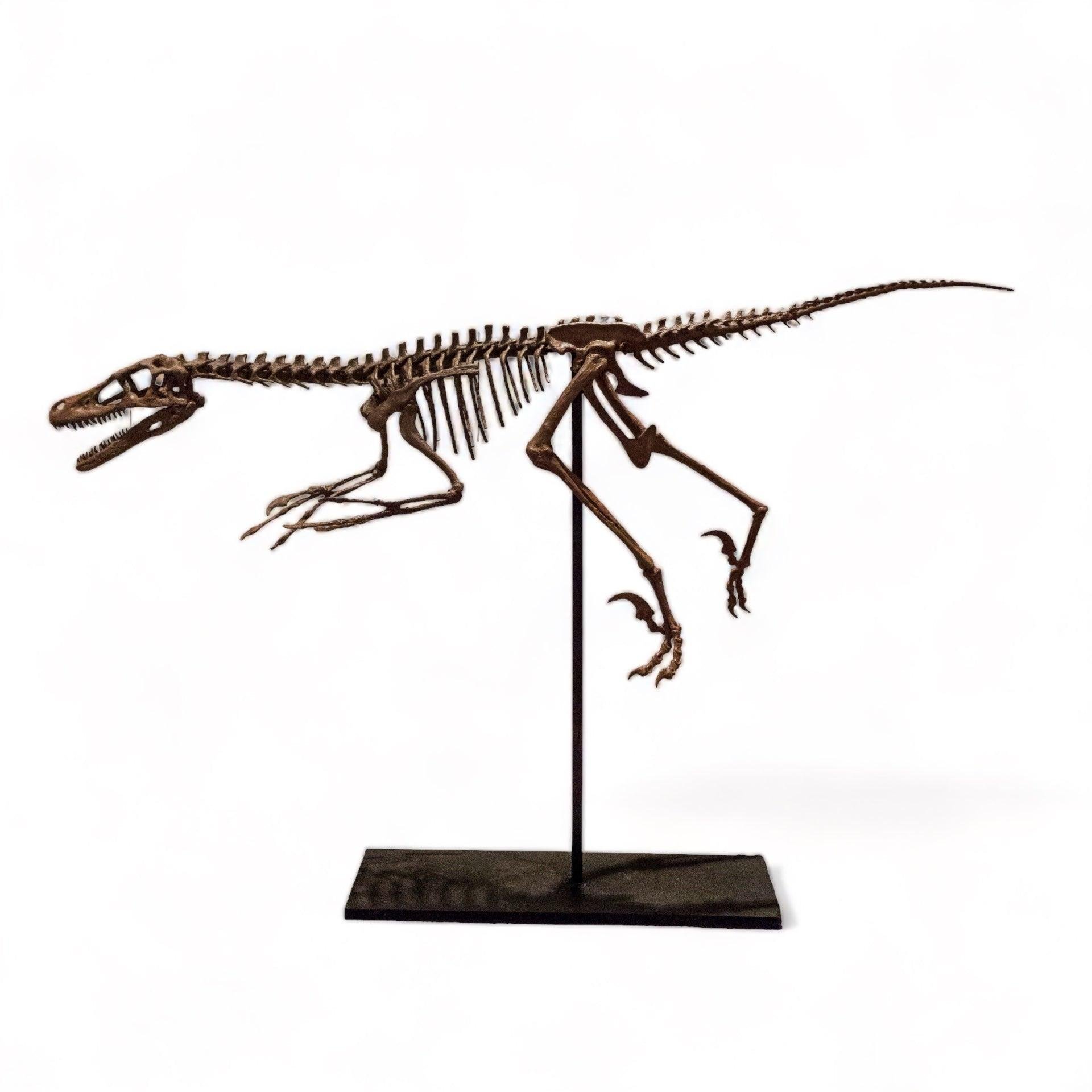 Velociraptor - Tam İskelet Heykeli