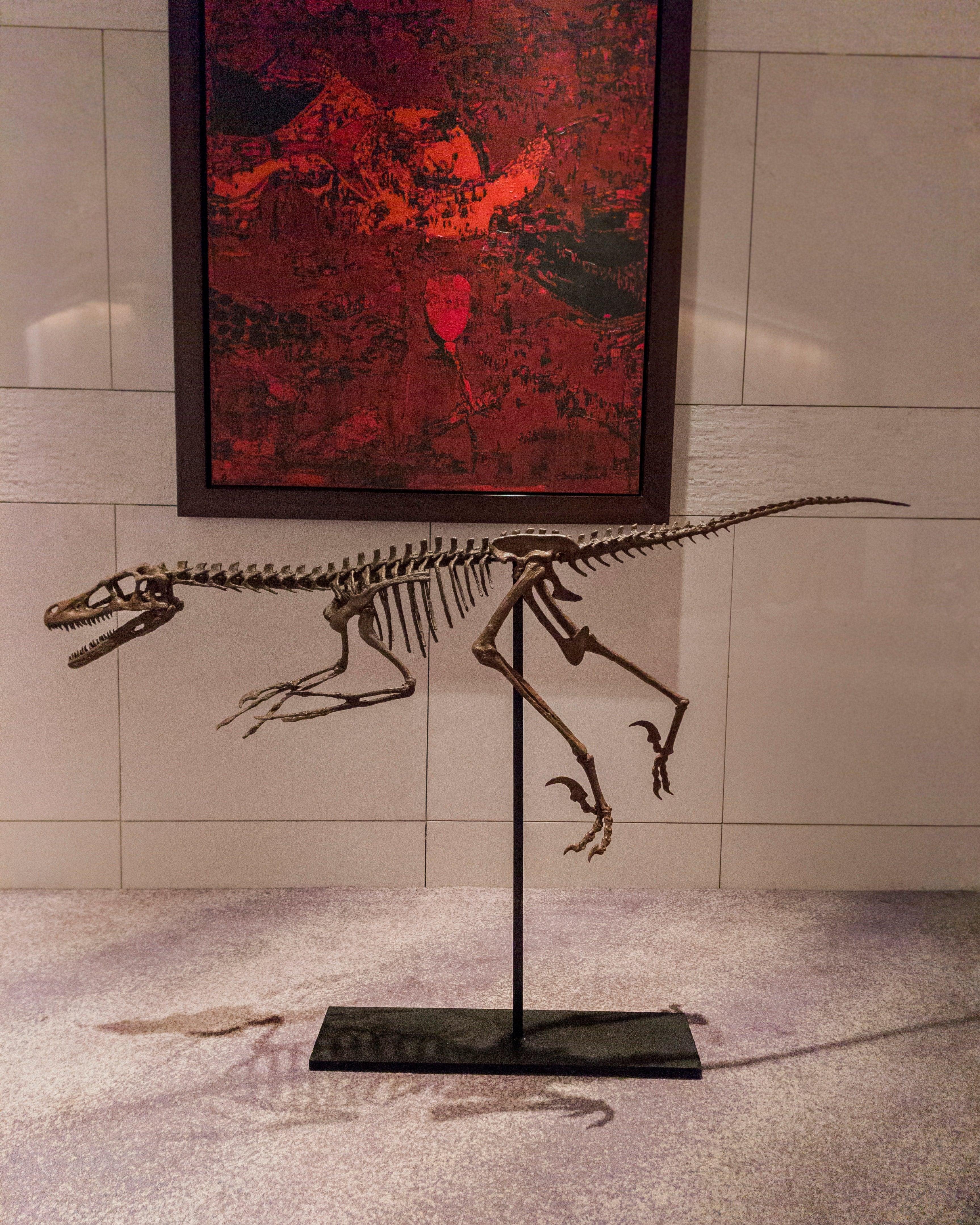 Velociraptor - Tam İskelet Heykeli