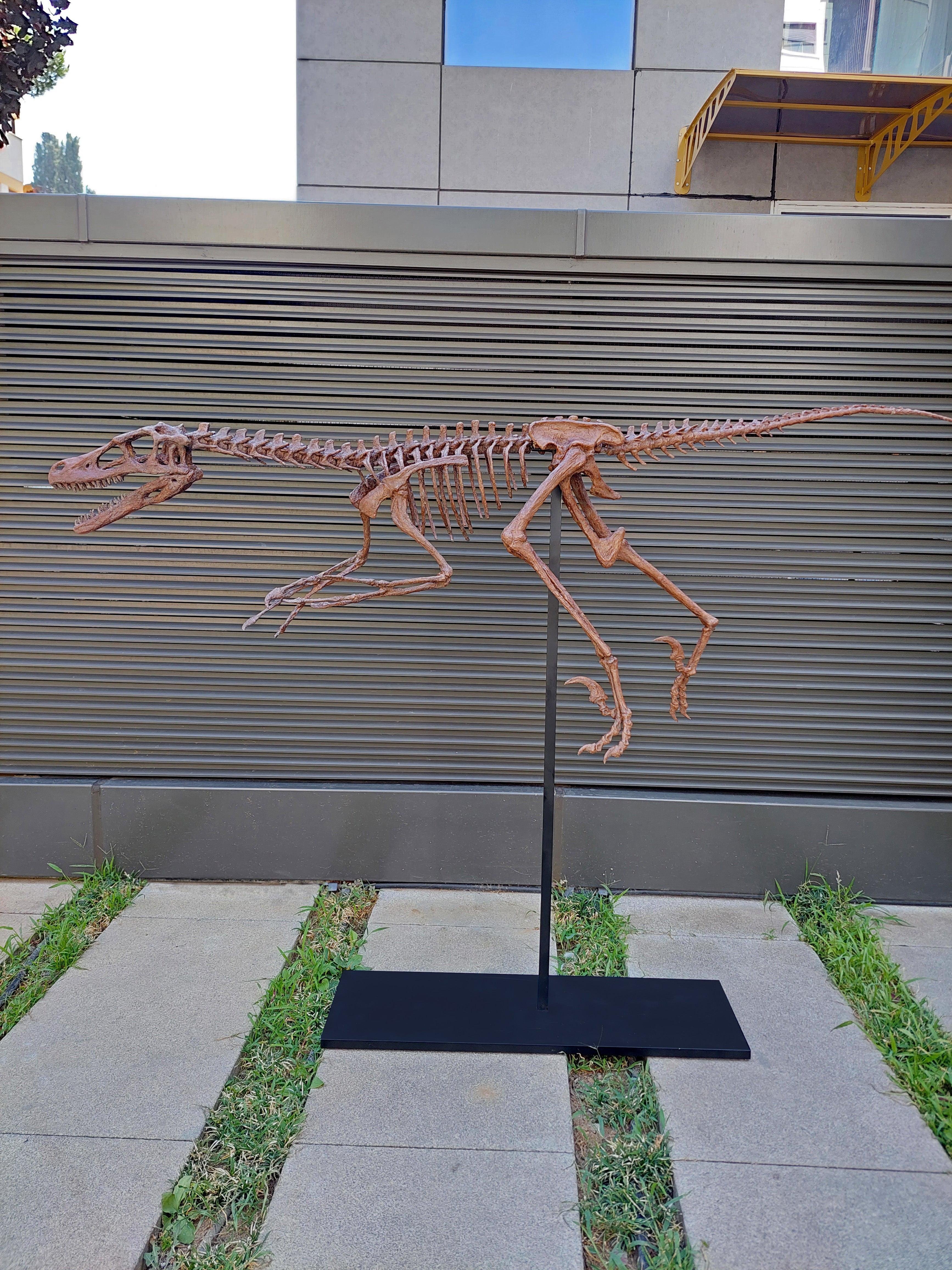 Velociraptor - Tam İskelet Heykeli