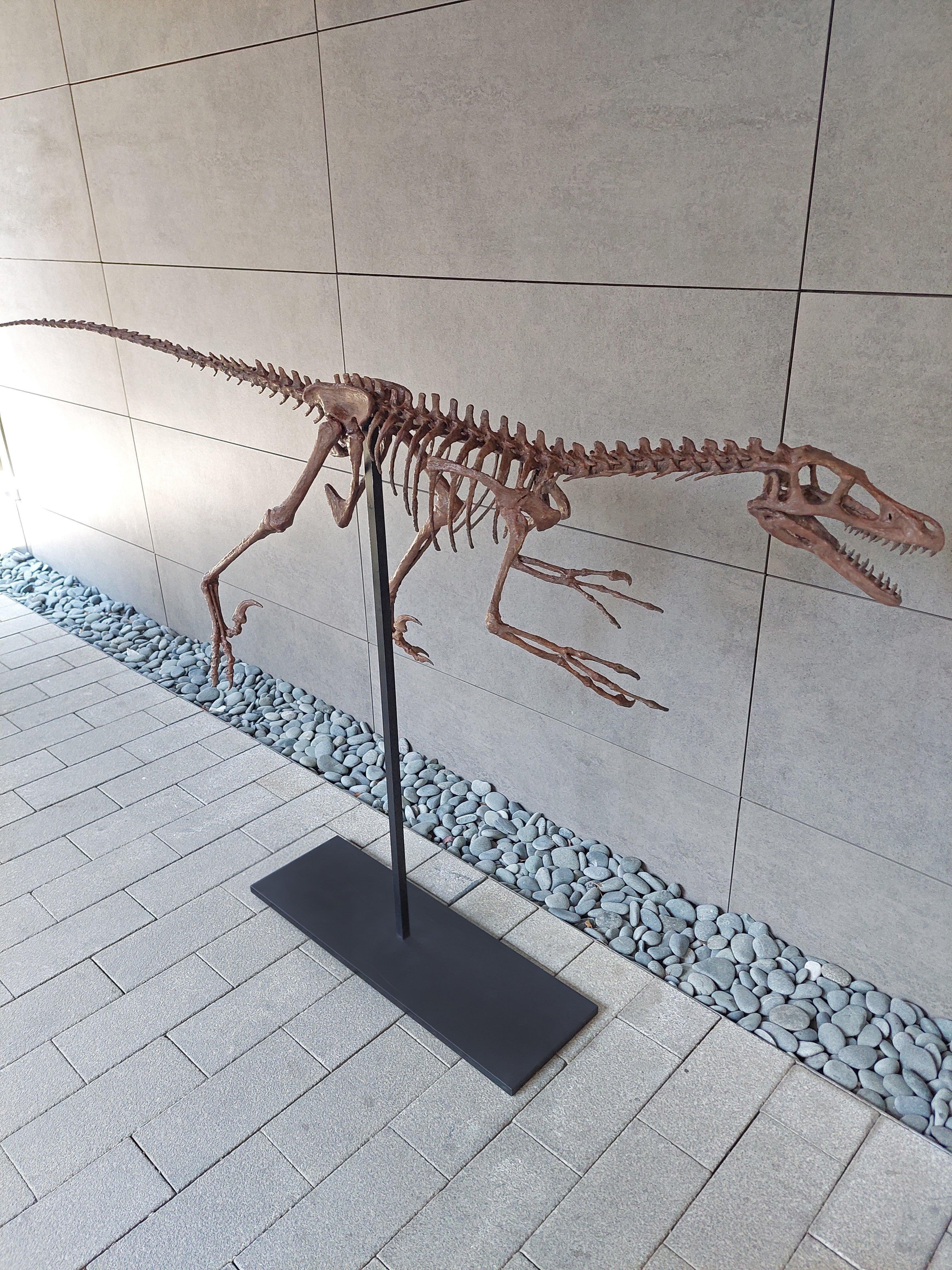 Velociraptor - Tam İskelet Heykeli