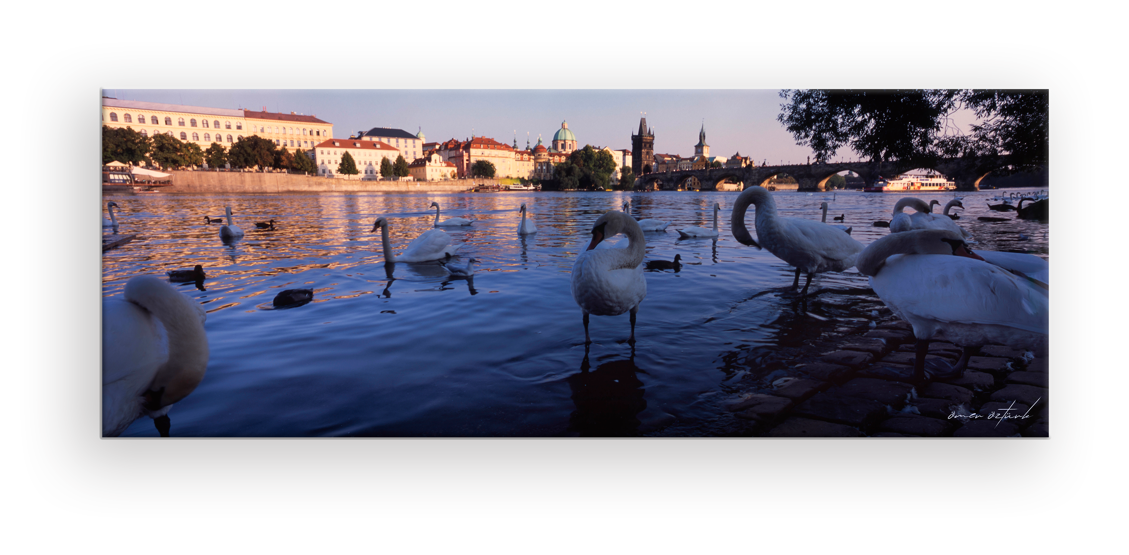 Vltava Nehri'nin Kuğuları | Prag