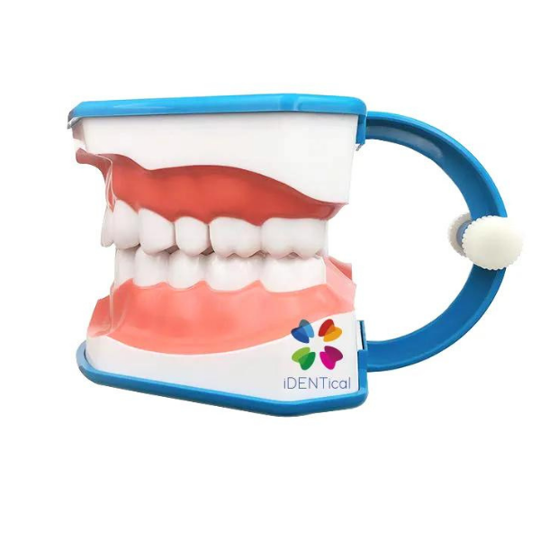 Diş Fırçalama Modeli