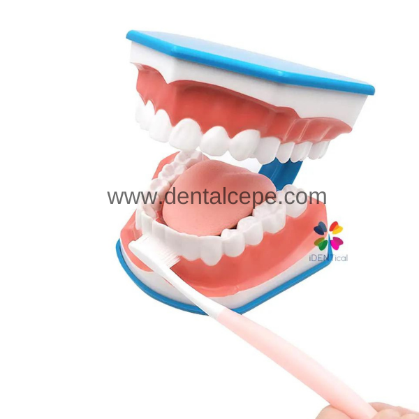 Diş Fırçalama Modeli