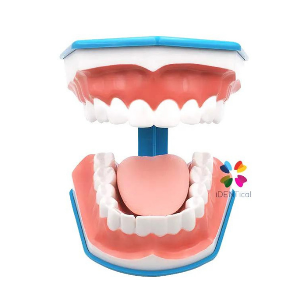 Diş Fırçalama Modeli