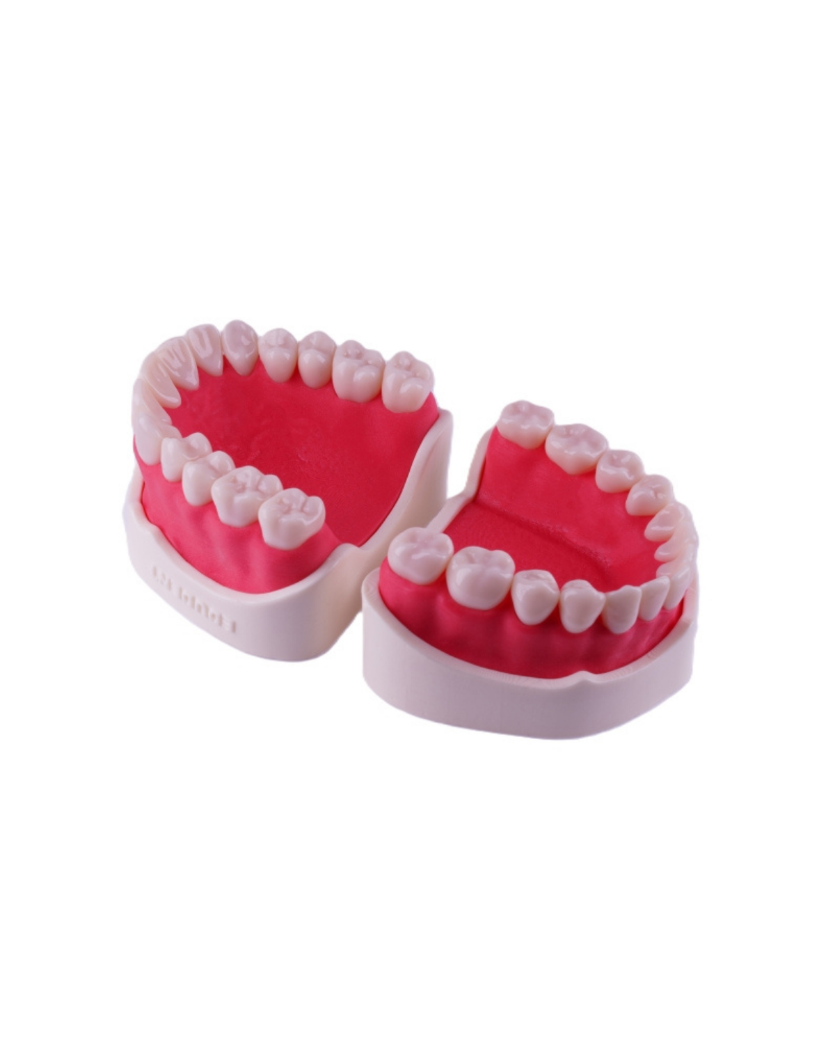 Edudent EndoPrep Kronlu Alt Ve Üst ÇeneEDUDENT DENTALEDUDENT ENDOPREP KRONLU FANTOM ÇENE - DENTAL CEPTE