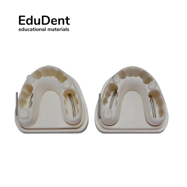 Edudent Real Endo Alt Üst Çene takımı