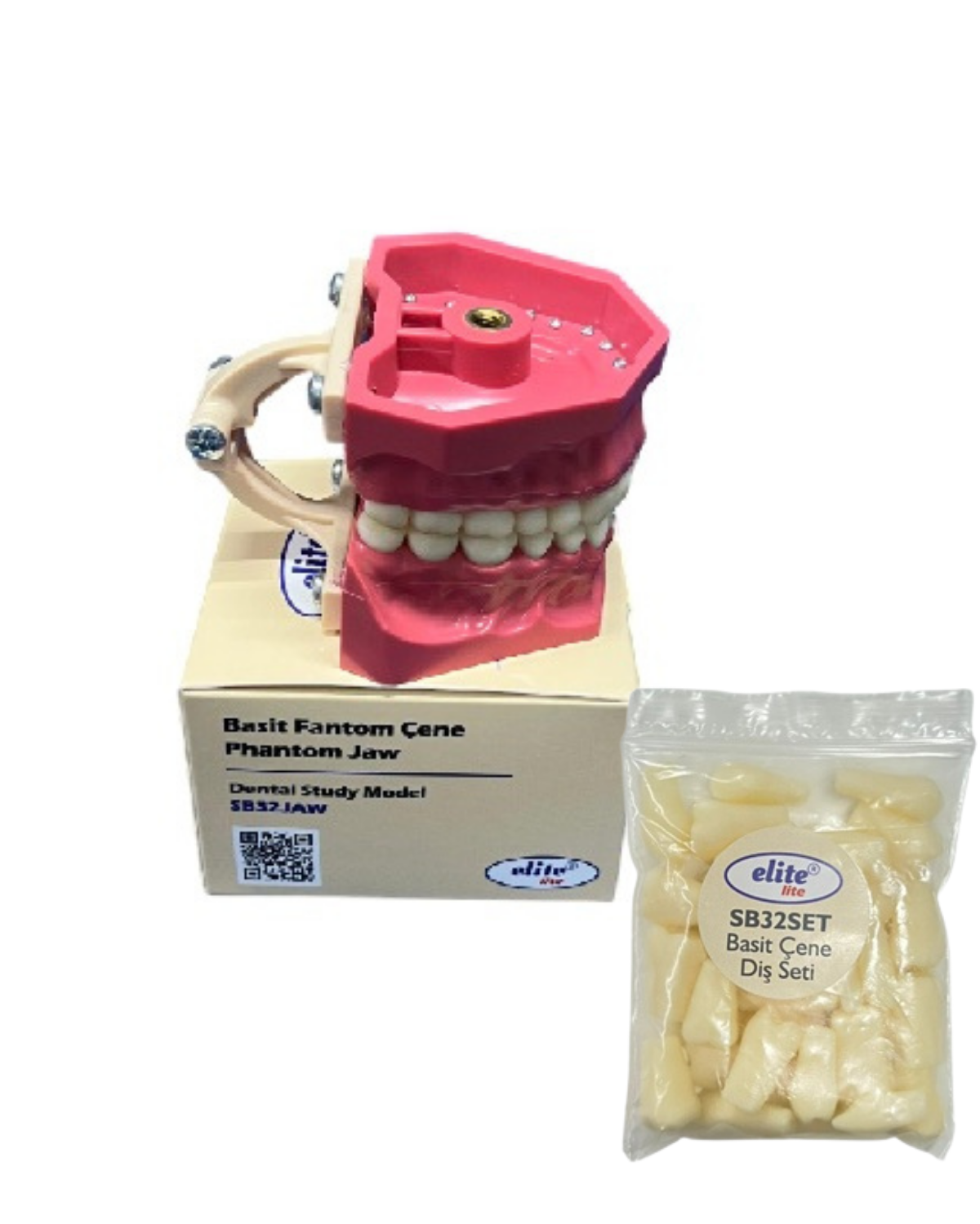 Elite Basit Çene modeli (Diş Etsiz) + Yedek Diş SetiELİTEELİTE FANTOM DİŞ ETSİZ ÇENE MODELİ - YEDEK DİŞS SETİ - DENTAL CEPTE