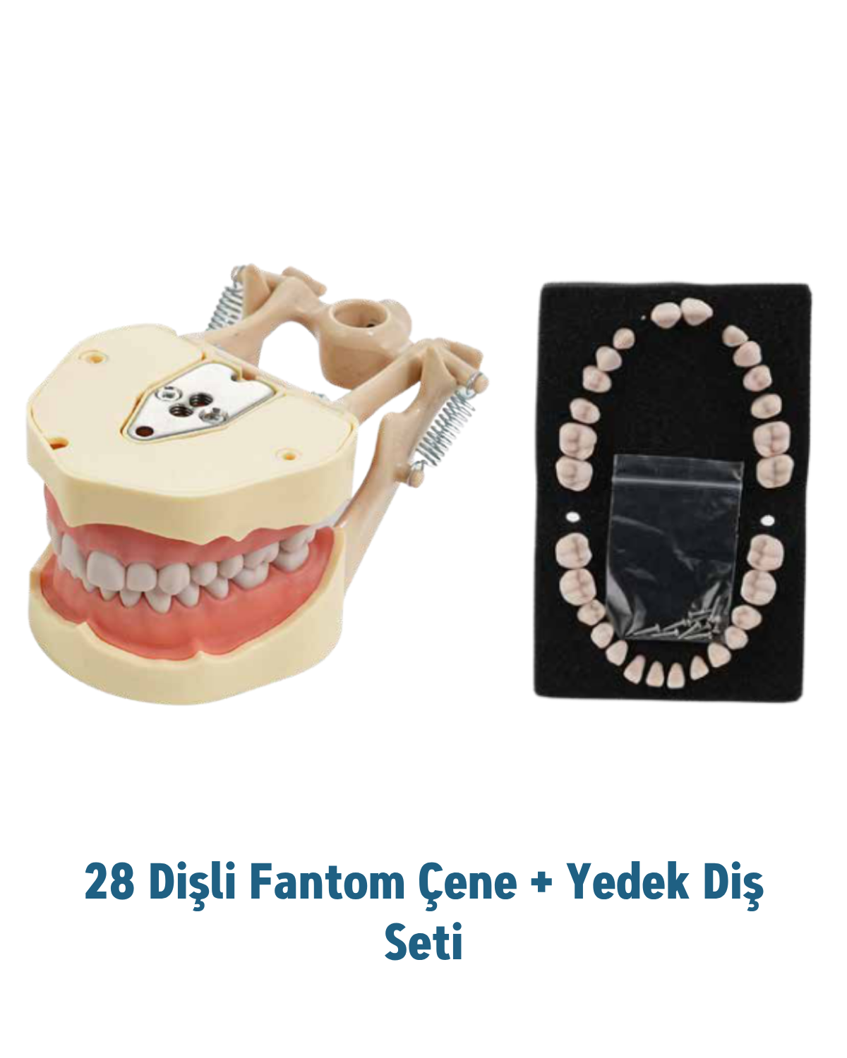 Mall Of Dent (DAX ) 28 Dişli Fantom Çene ( Diş Etli ) + Yedek Diş SetiMALL OF DENTMALL OF DENT (DAX) ÇENE MODELİVE DİŞ SETİ TAKIM - DENTAL CEPTE