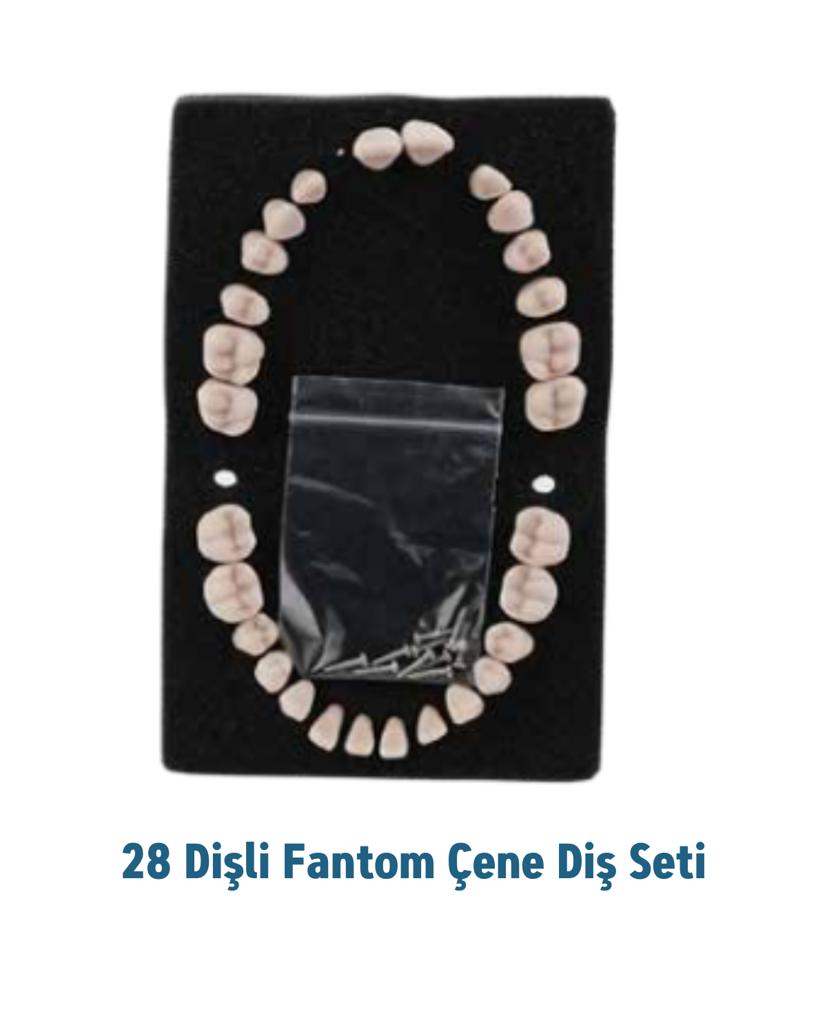 Mall Of Dent ( Dax) 28lik Fantom Çene Diş SetiMALL OF DENT