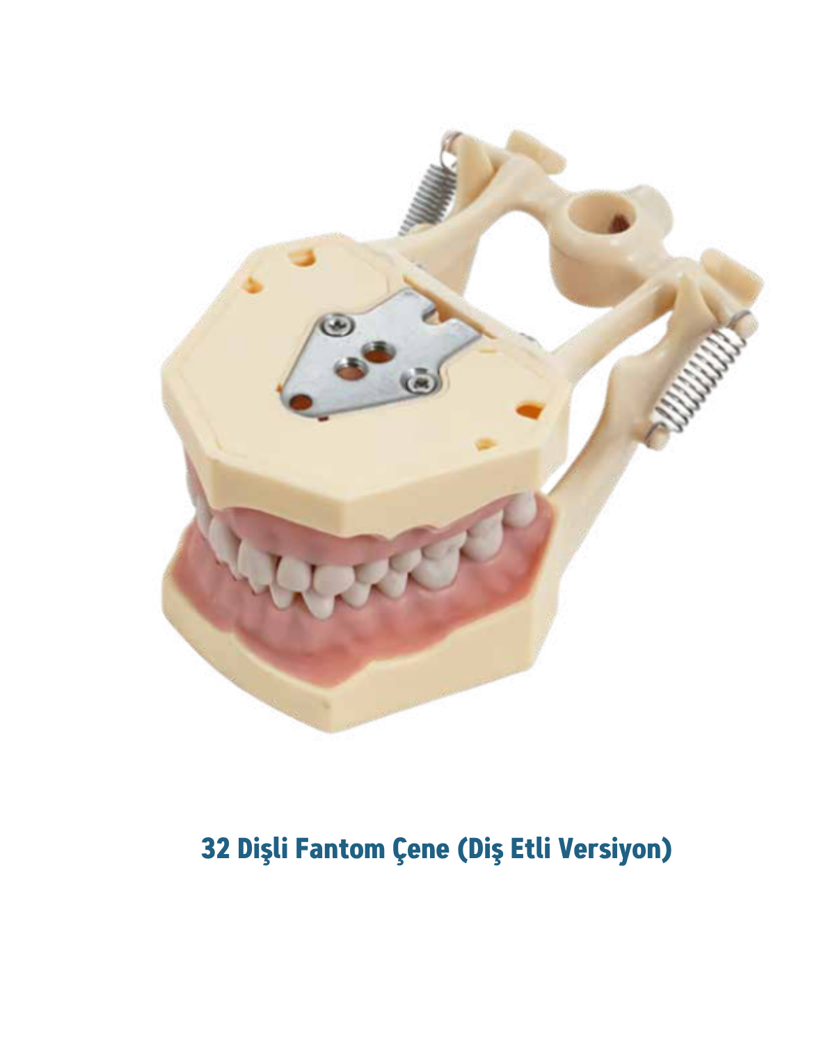 Mall Of Dent (DAX ) 32 Dişli Fantom Çene ( Diş Etli )MALL OF DENTMall Of Dent (DAX ) 32 Dişli Fantom Çene ( Diş Etli )