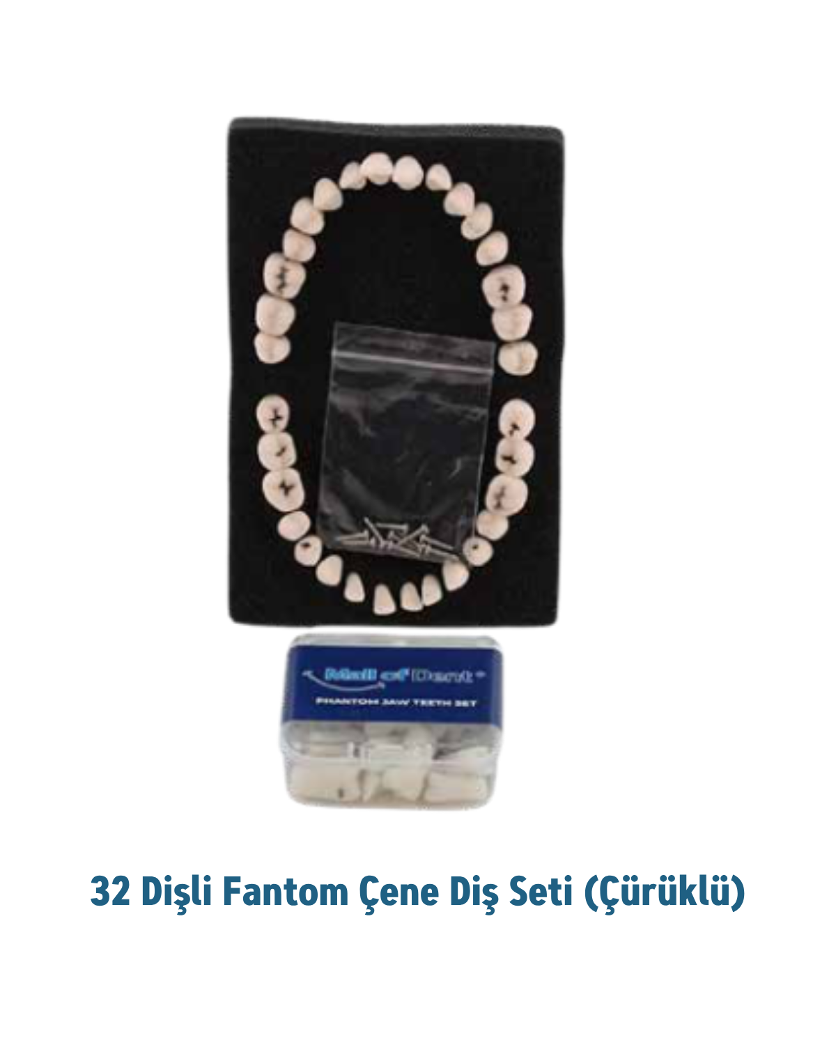 Mall Of Dent ( Dax) 32 lik Fantom Çene Diş Seti (Çürüklü )MALL OF DENT