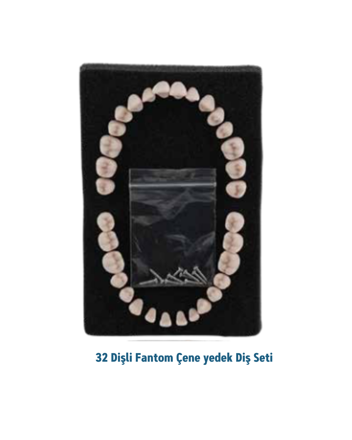 Mall Of Dent ( Dax) 32 lik Fantom Çene Diş SetiMALL OF DENT